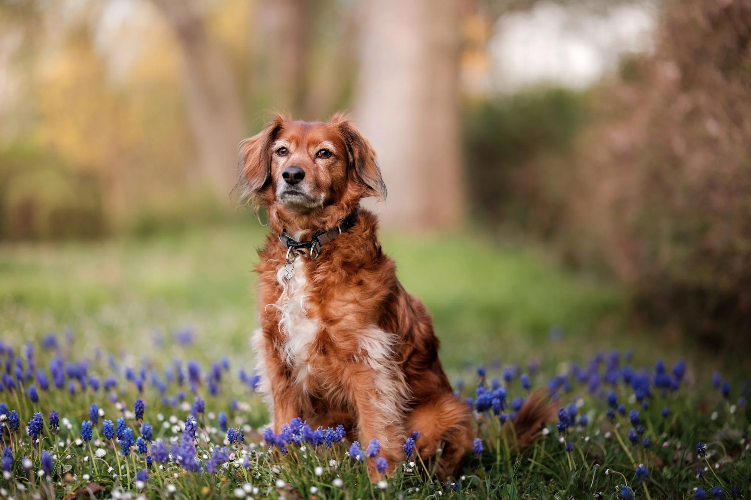 Ein brauner Hund sitzt in einem Feld mit blauen und weißen Blumen, im Hintergrund Bäume, im Freien.