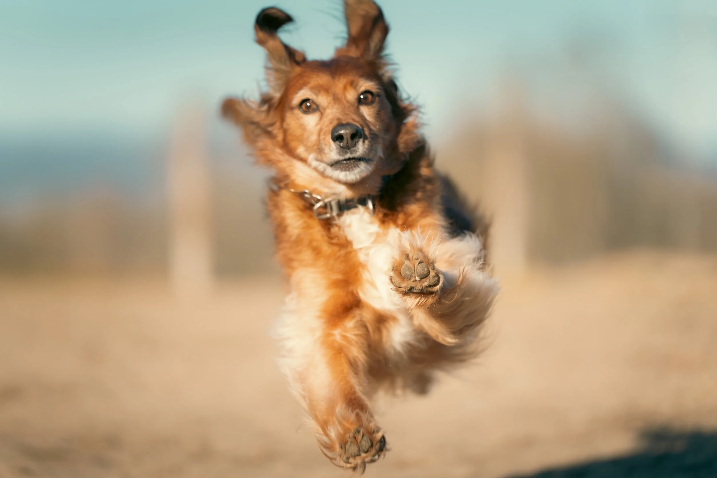 Ein brauner Hund läuft auf offenem Feld, frontal gesehen, bei Sonnenuntergang.