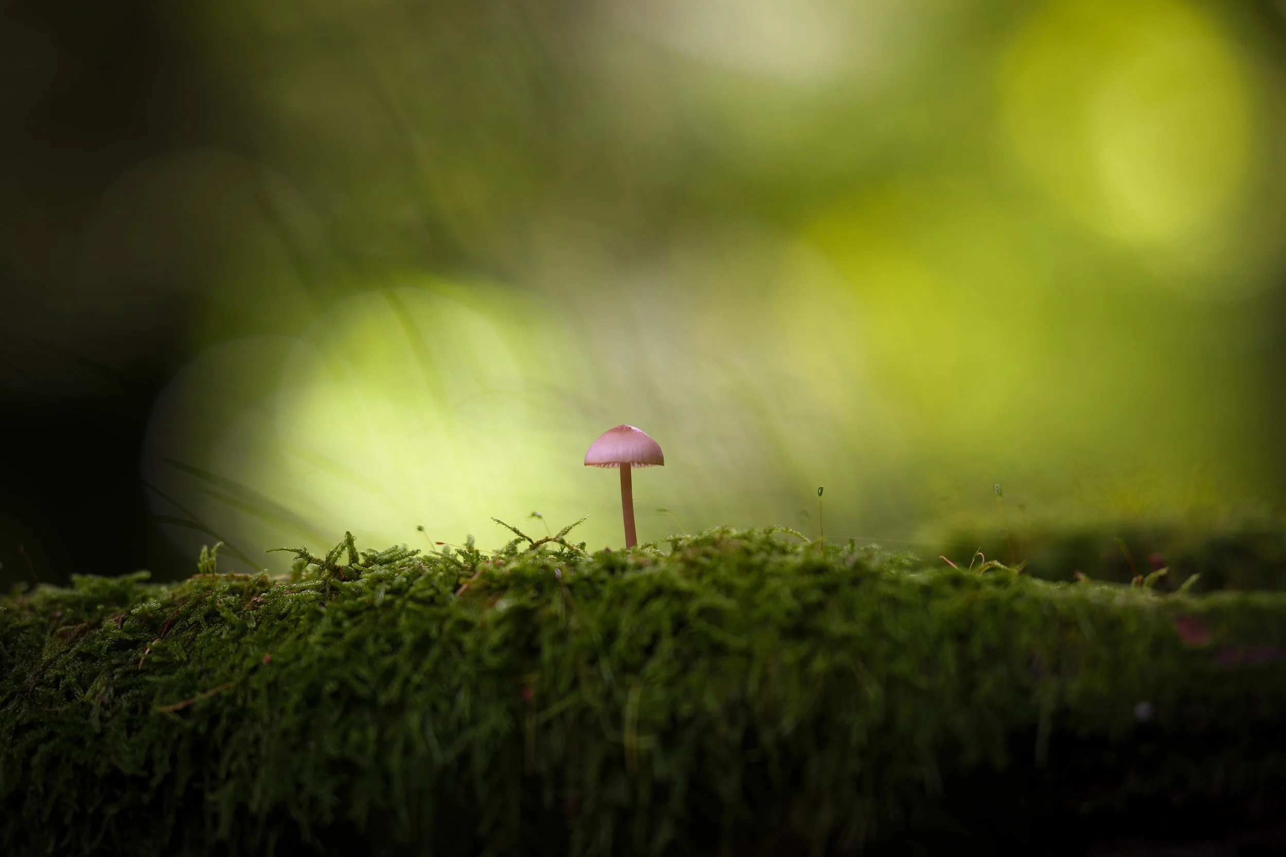 Kleiner Pilz wächst auf moosbedecktem Baumstamm in einem dunklen, grünen Wald. Hintergrund ist unscharf mit weichen, grünen Bokeh-Effekten.