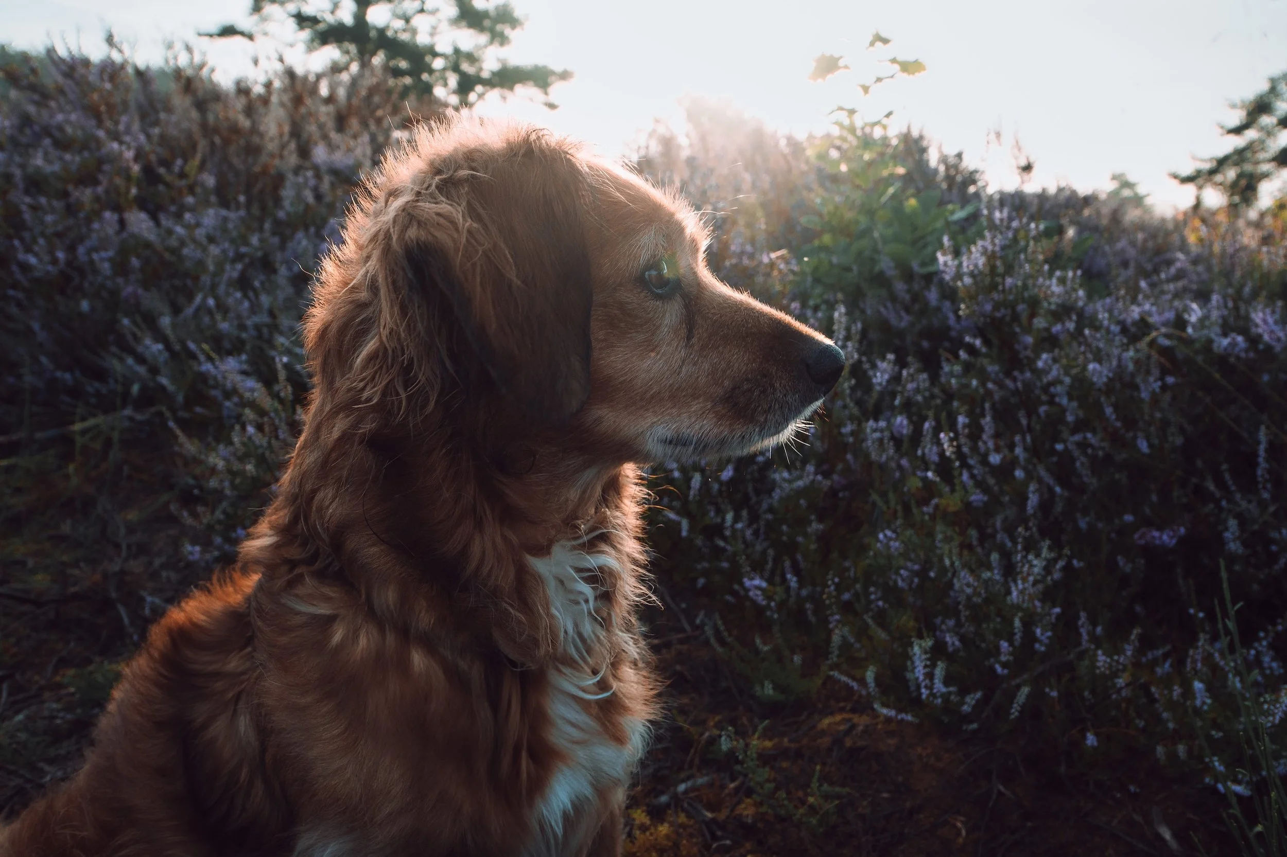 Ein brauner Hund mit langem Fell schaut nach rechts, im Hintergrund blühen lila Heidekrautpflanzen bei Sonnenuntergang.