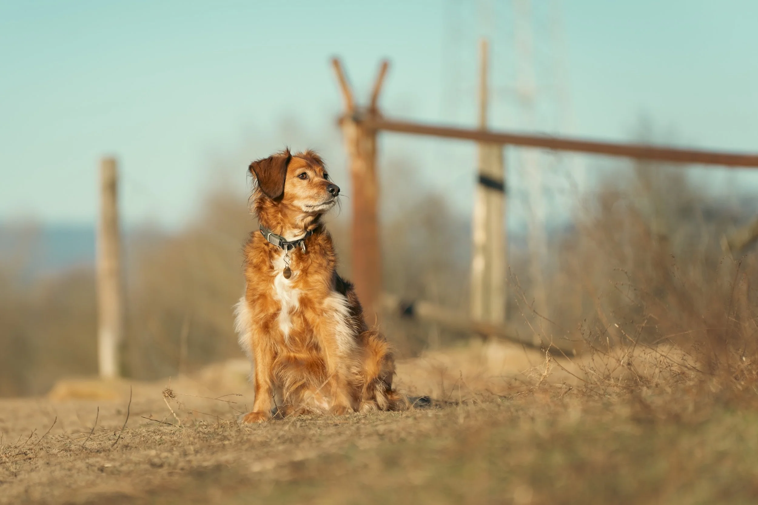 Ein brauner Hund sitzt auf einer ländlichen Wiese mit einem alten Holzzaun im Hintergrund, bei Sonnenauf- oder -untergang.