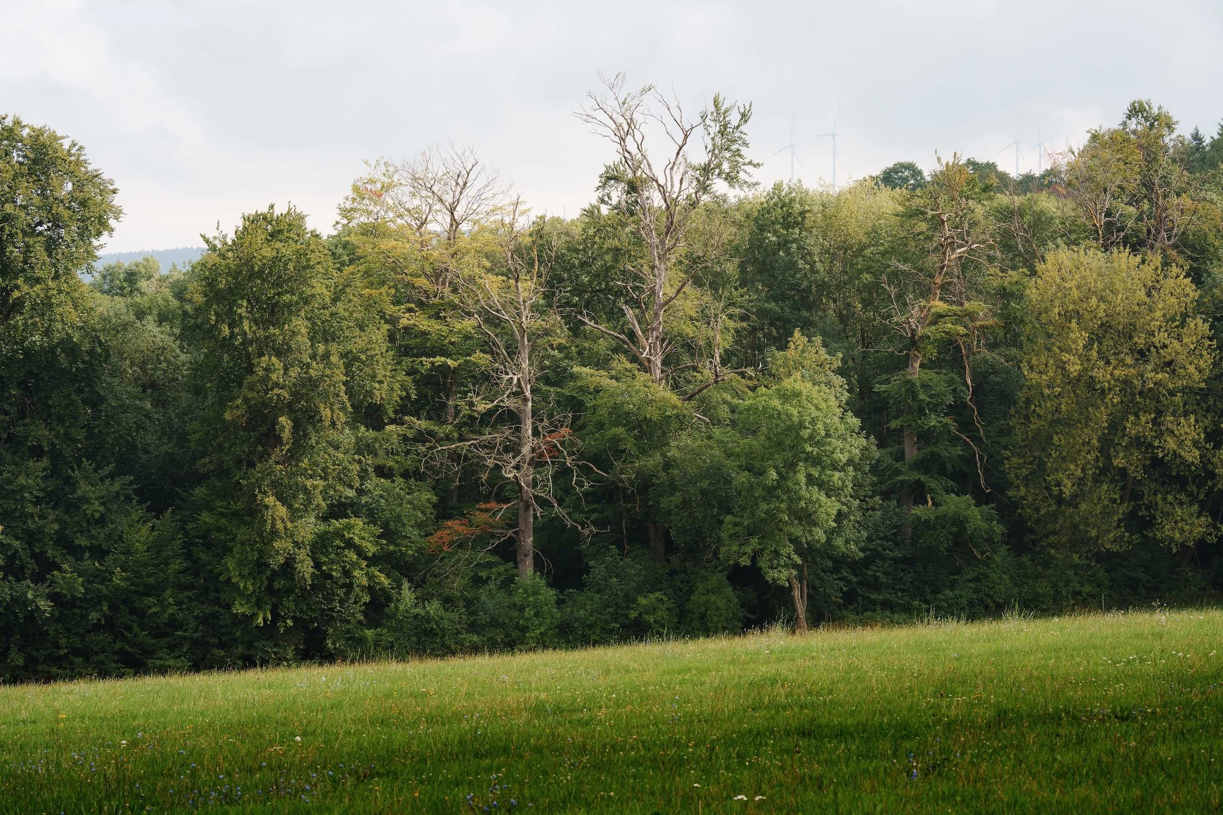 Ein grünes Feld mit Bäumen im Hintergrund, einige Bäume sind kahl, während andere grün sind, und Windkraftanlagen sind im fernen Hintergrund sichtbar.