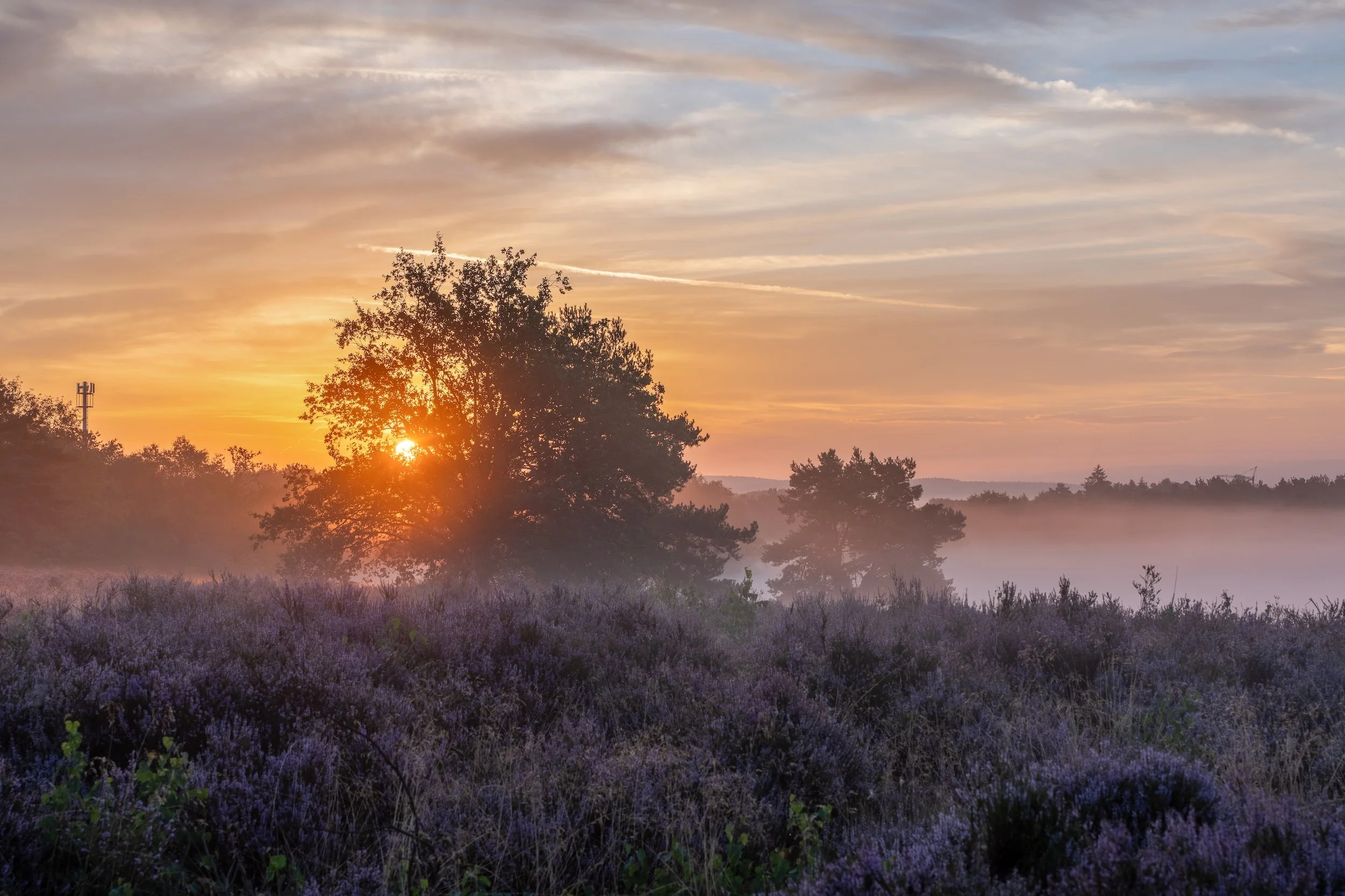 Ein Sonnenaufgang über einer Heidestrecke mit violetten Heidepflanzen, Bäumen und Nebel im Hintergrund.