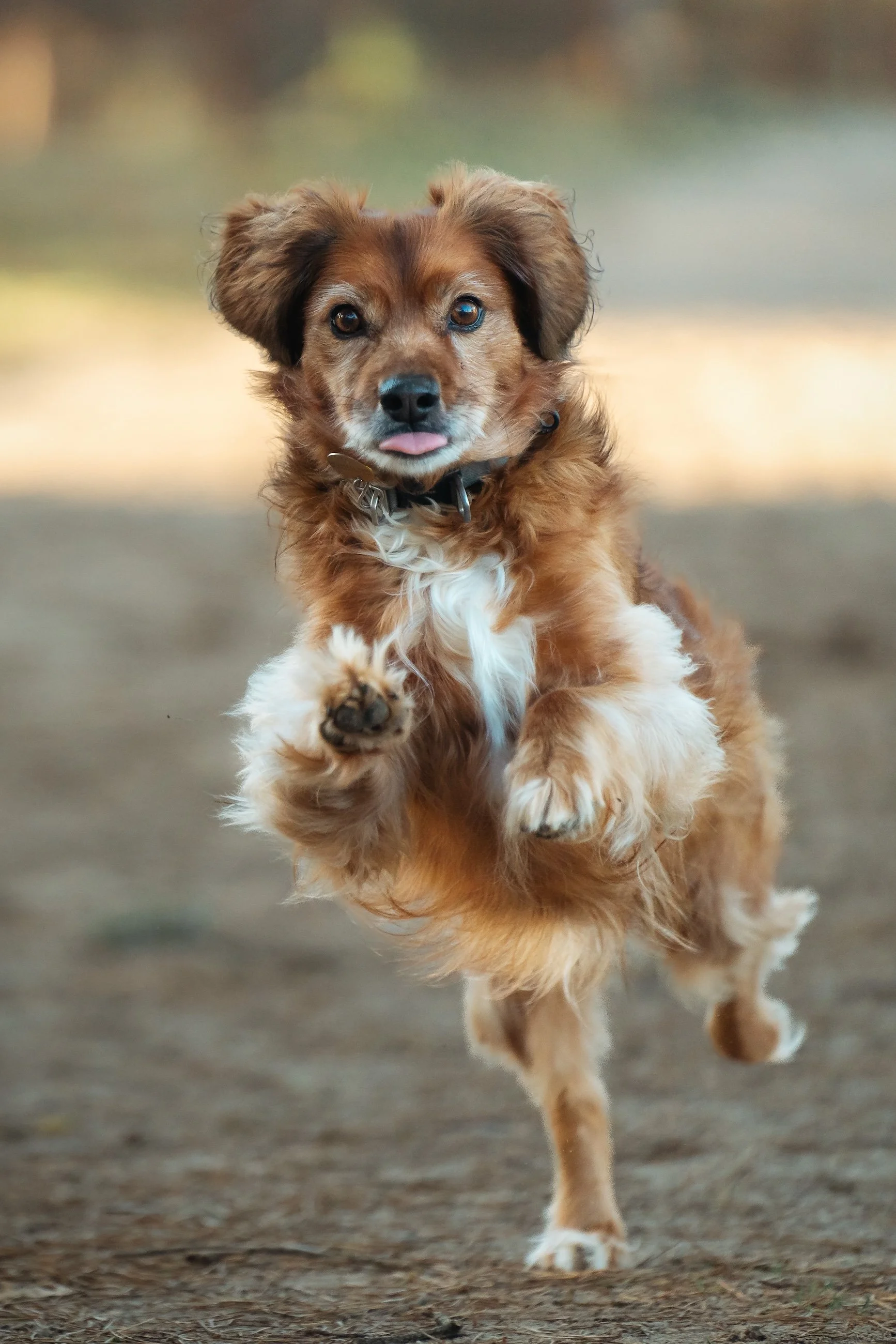Ein brauner Hund mit weißen Pfoten läuft auf einer Flur. Der Hund hat seine Zunge leicht heraushängen und schaut nach vorne.