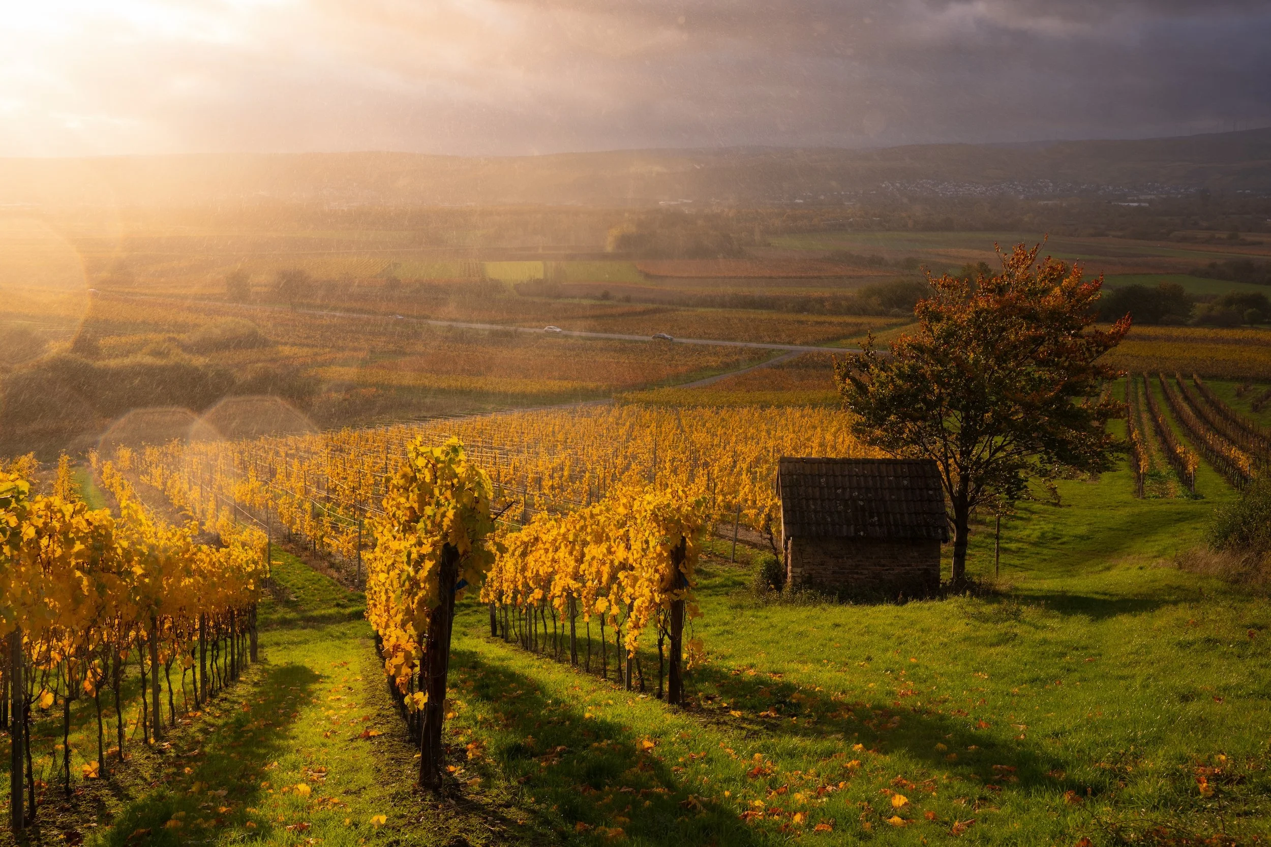 weinberg im herbst mit sonnenschein, einzelnes haus und baum, bewölkter himmel