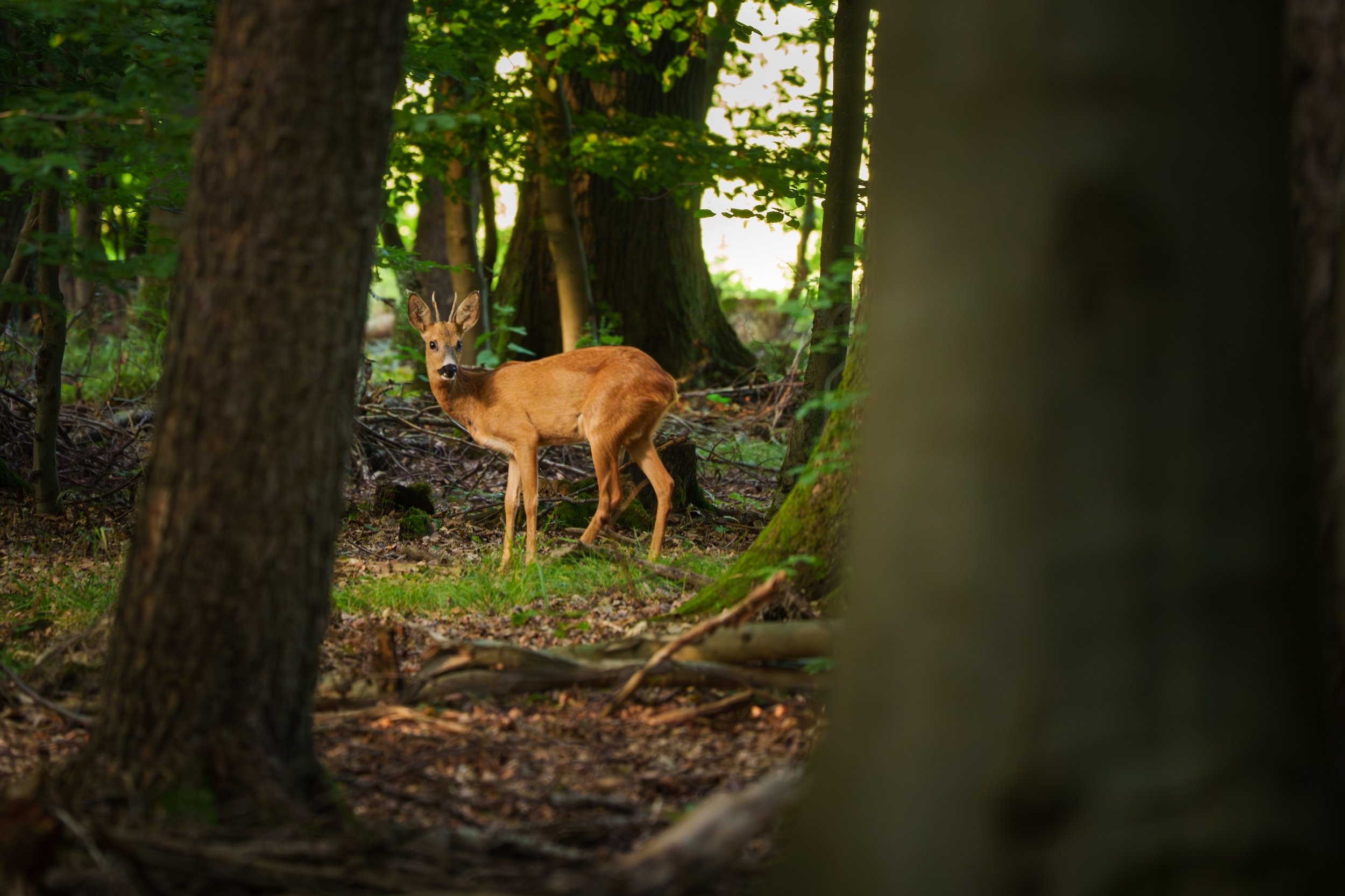 Ein Reh im Wald, umgeben von Bäumen und untergroßen Pflanzen.