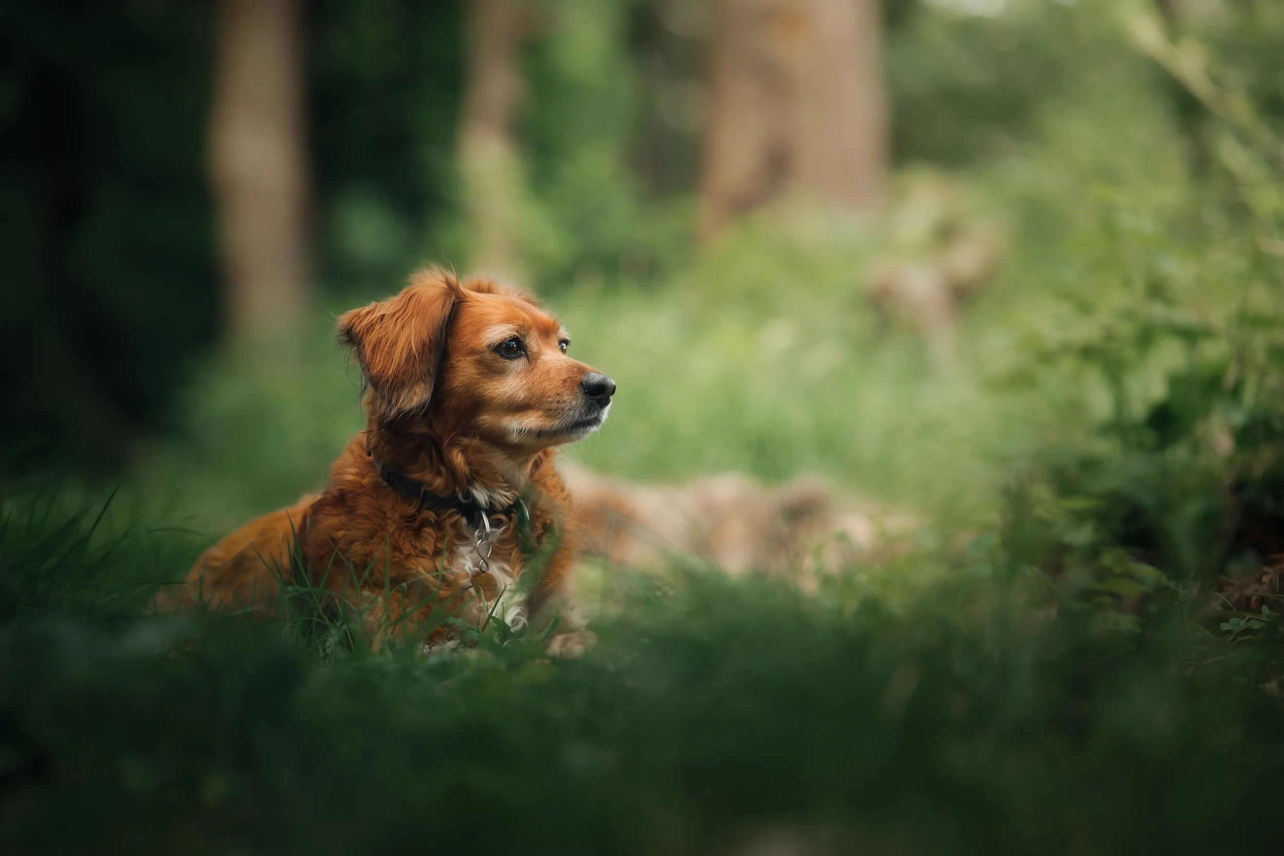 Ein brauner Hund liegt im Grünen in einem Wald und schaut aufmerksam in die Ferne.