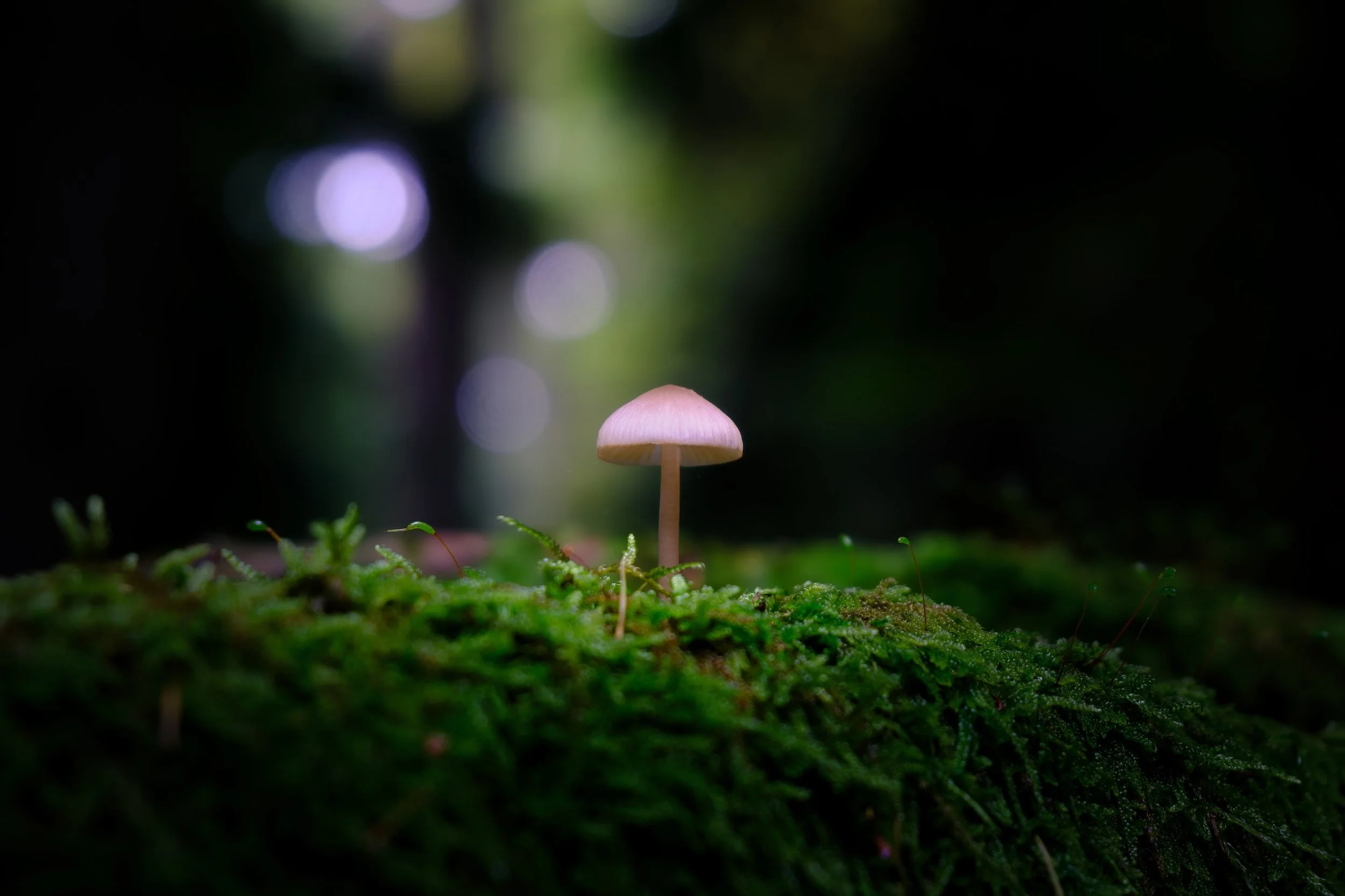 Kleine Pilz wachsen auf moosbedecktem Boden in einem dunklen Wald, unscharfer Hintergrund mit Lichtringen.