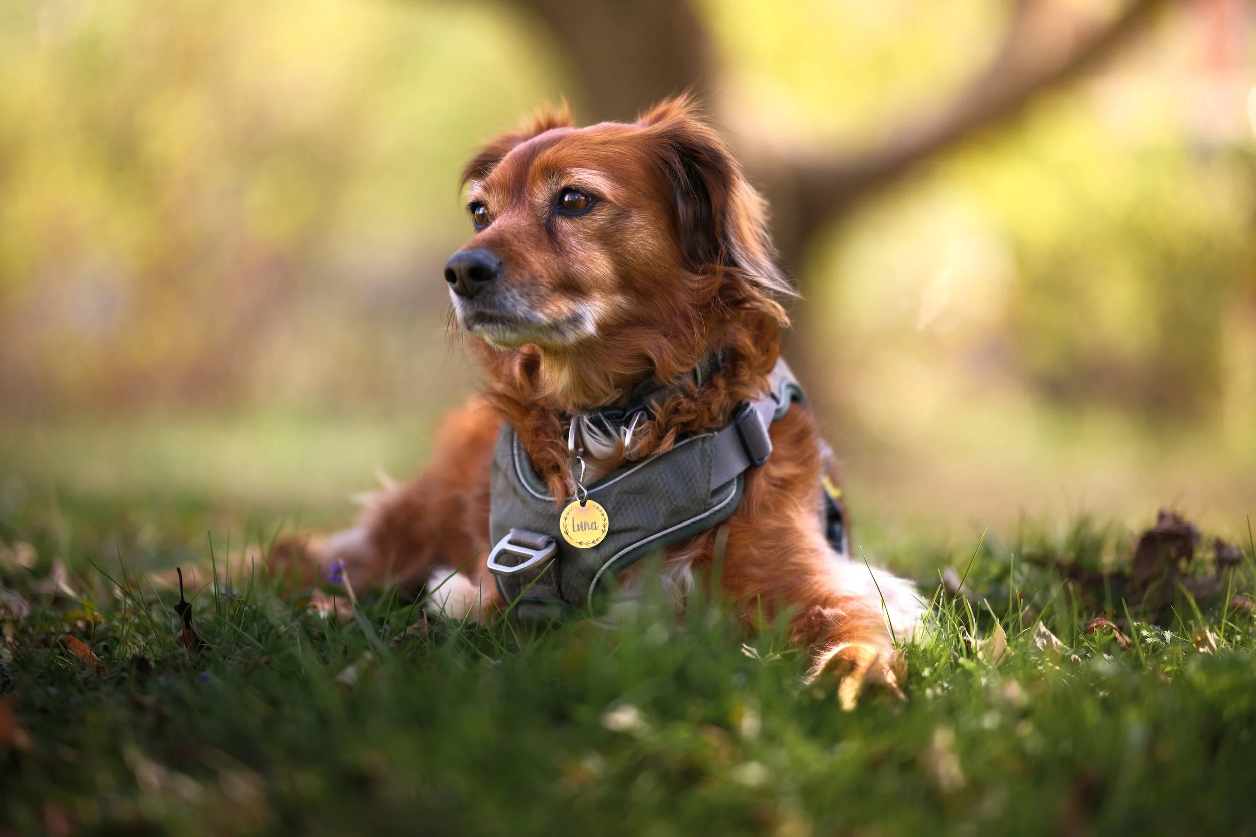 Ein brauner Hund liegt im Gras in einem Park, trägt ein Geschirr mit einem Namensschild, auf dem 'Luna' steht, und sieht nach links mit einer ruhigen Stimmung, umgeben von herbstlichen Bäumen.