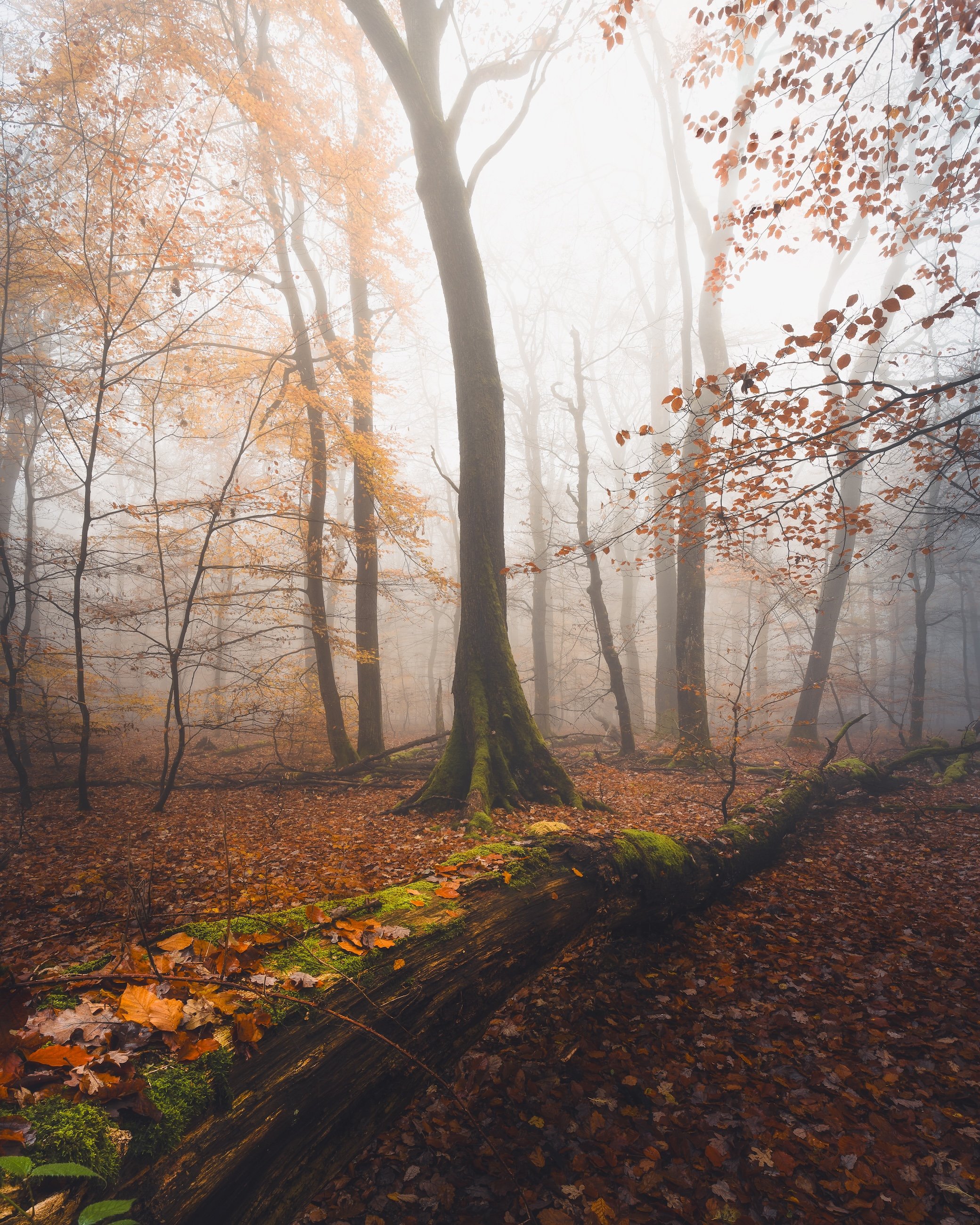 Ein nebliger Herbstwald mit Bäumen, die orangefarbene und braune Blätter tragen, und einem umgestürzten Baum mit Moos bedecktem Stamm auf dem Waldboden.