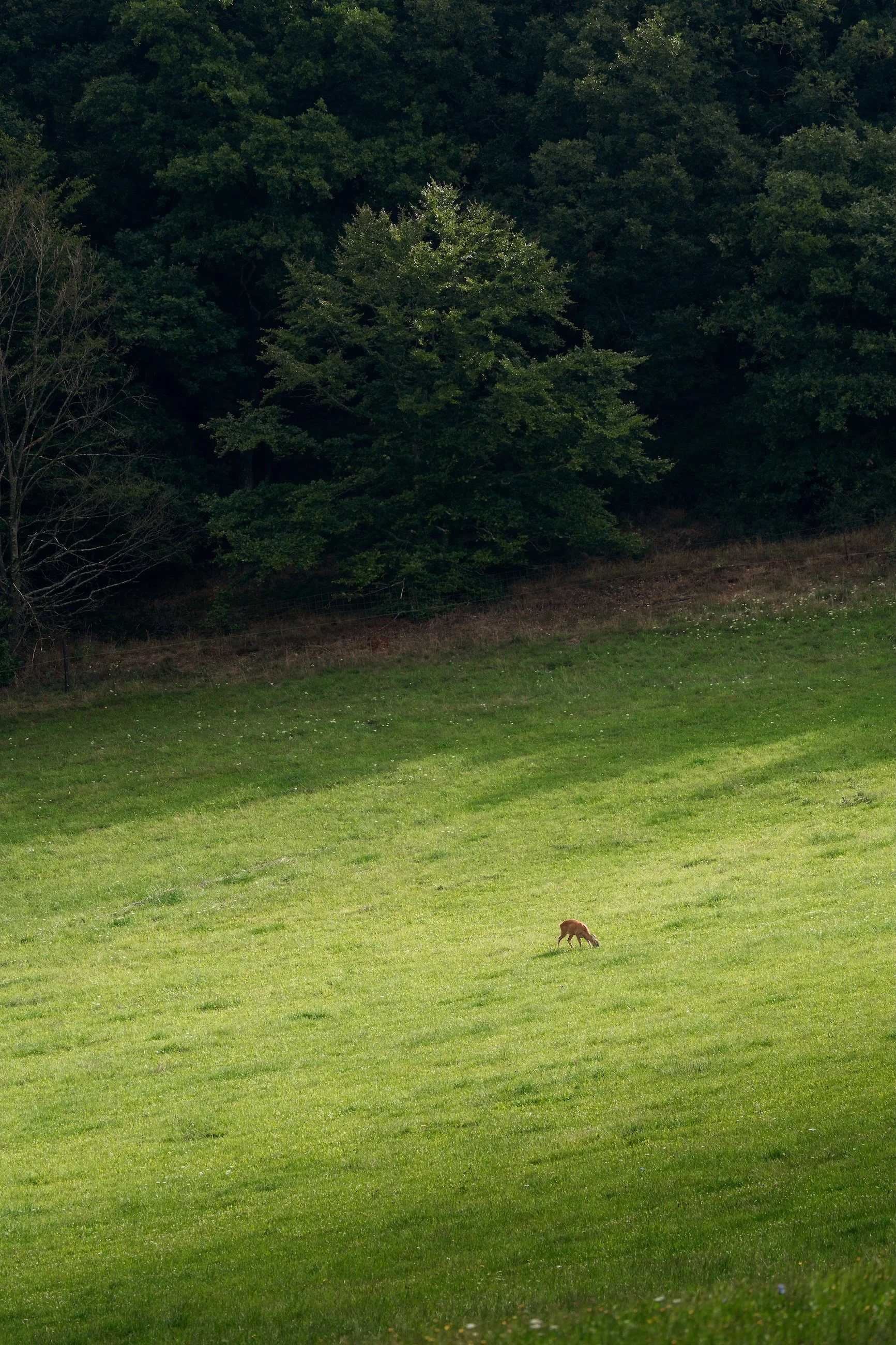Ein grünes Feld mit einem kleinen Tier, das auf der Wiese grasend steht, im Hintergrund Bäume und ein Hügel.