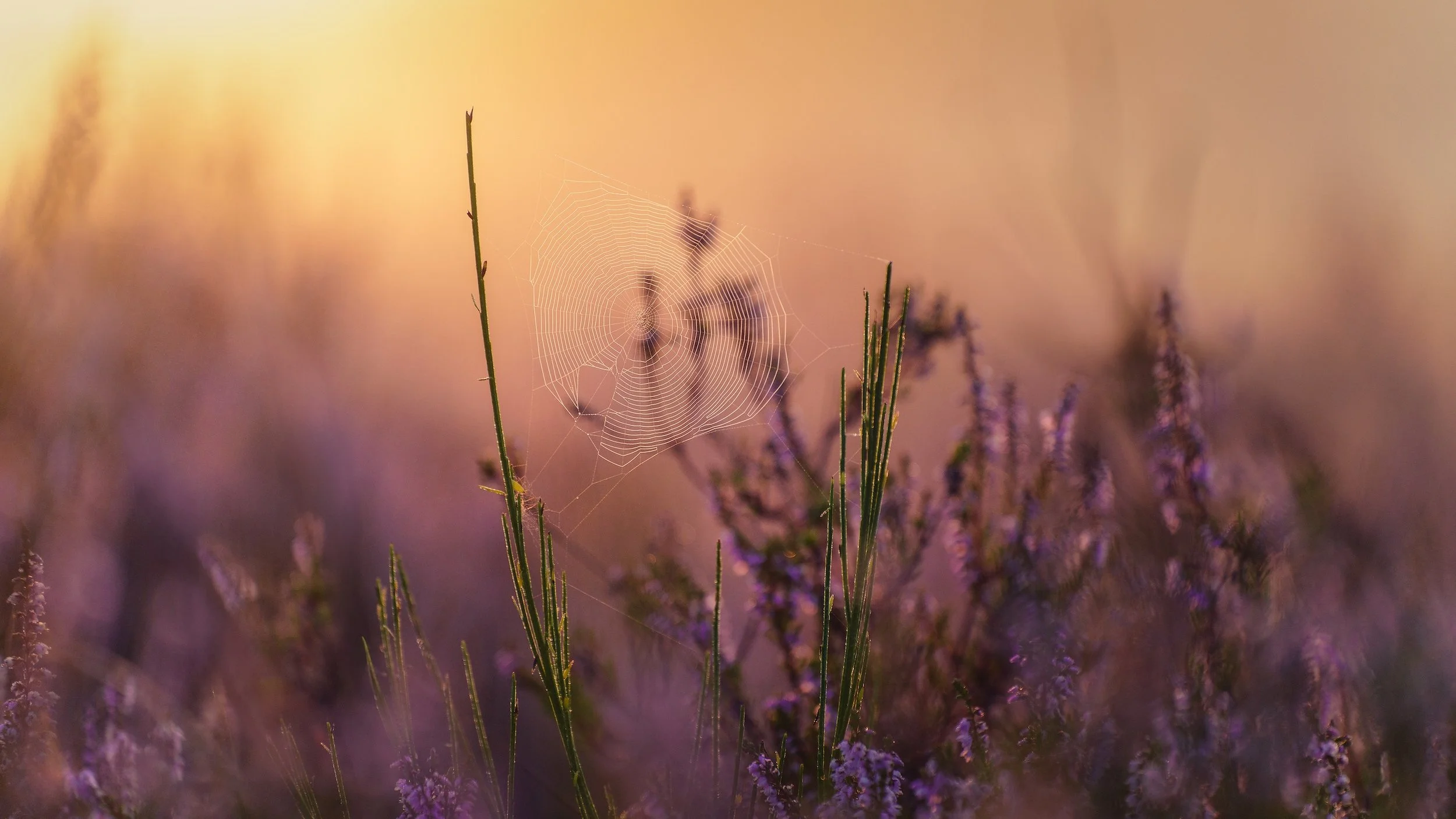 Spinnennetz zwischen Gräsern und Lavendel bei Sonnenuntergang