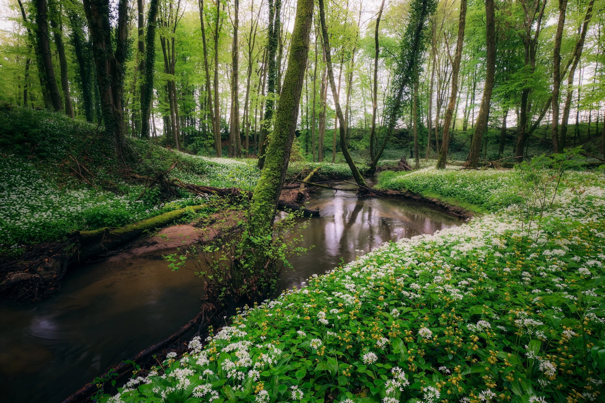 Ein romantischer Wald mit einem kleinen Fluss, umgeben von grünen Bäumen und blühenden weißen Blumen.