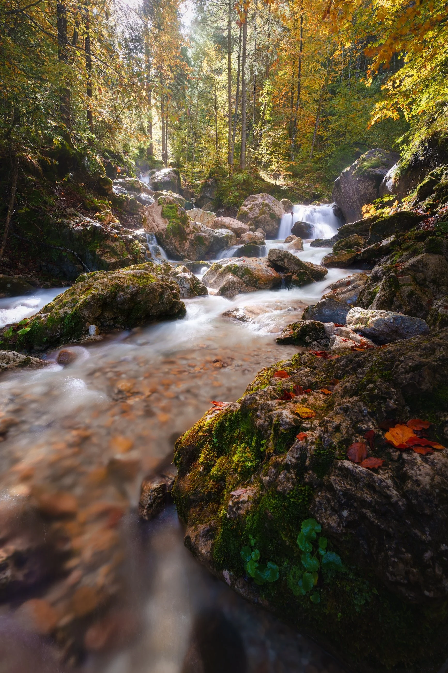 Ein klarer Bach fließt durch einen Wald mit Bäumen, deren Blätter im Herbst farbig sind. Moose und Blätter bedecken die Steine im Wasser.