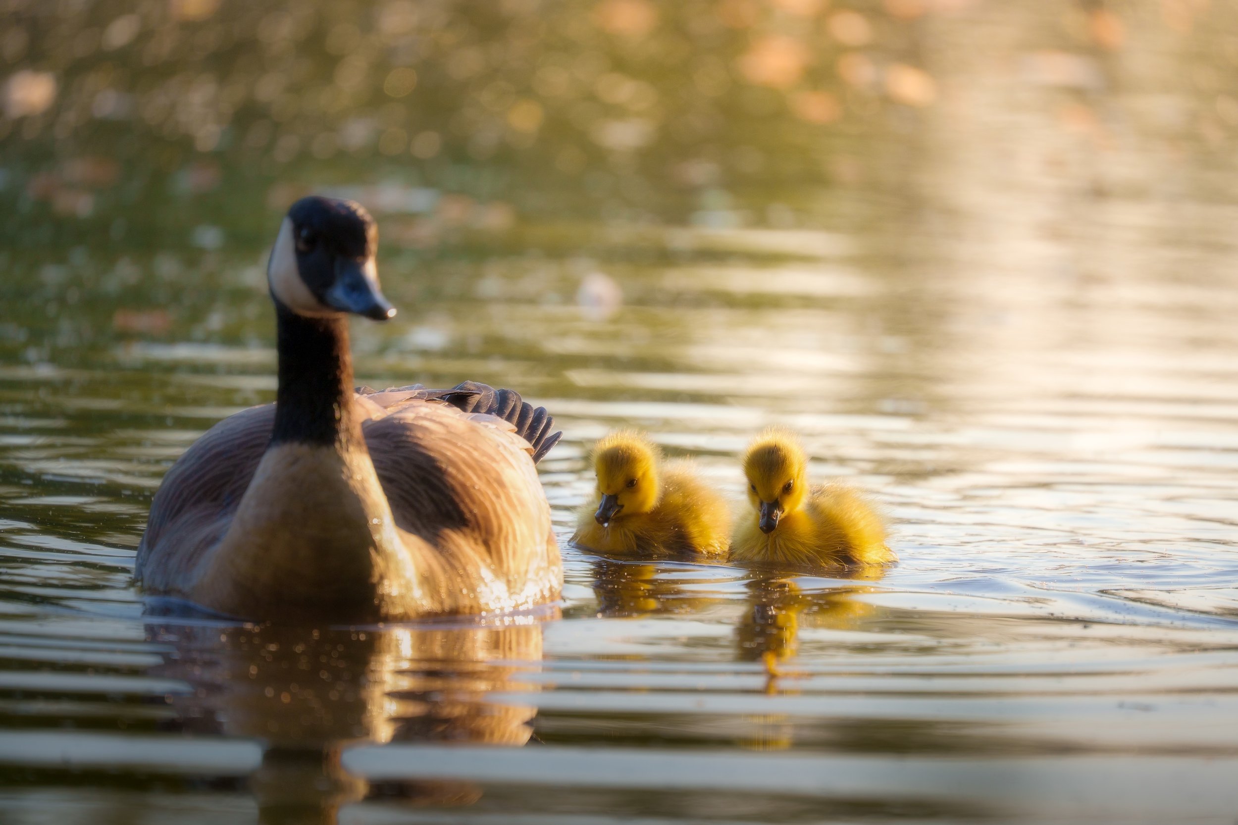Eine Ente mit ihren Küken schwimmt auf einem Gewässer bei Sonnenuntergang.