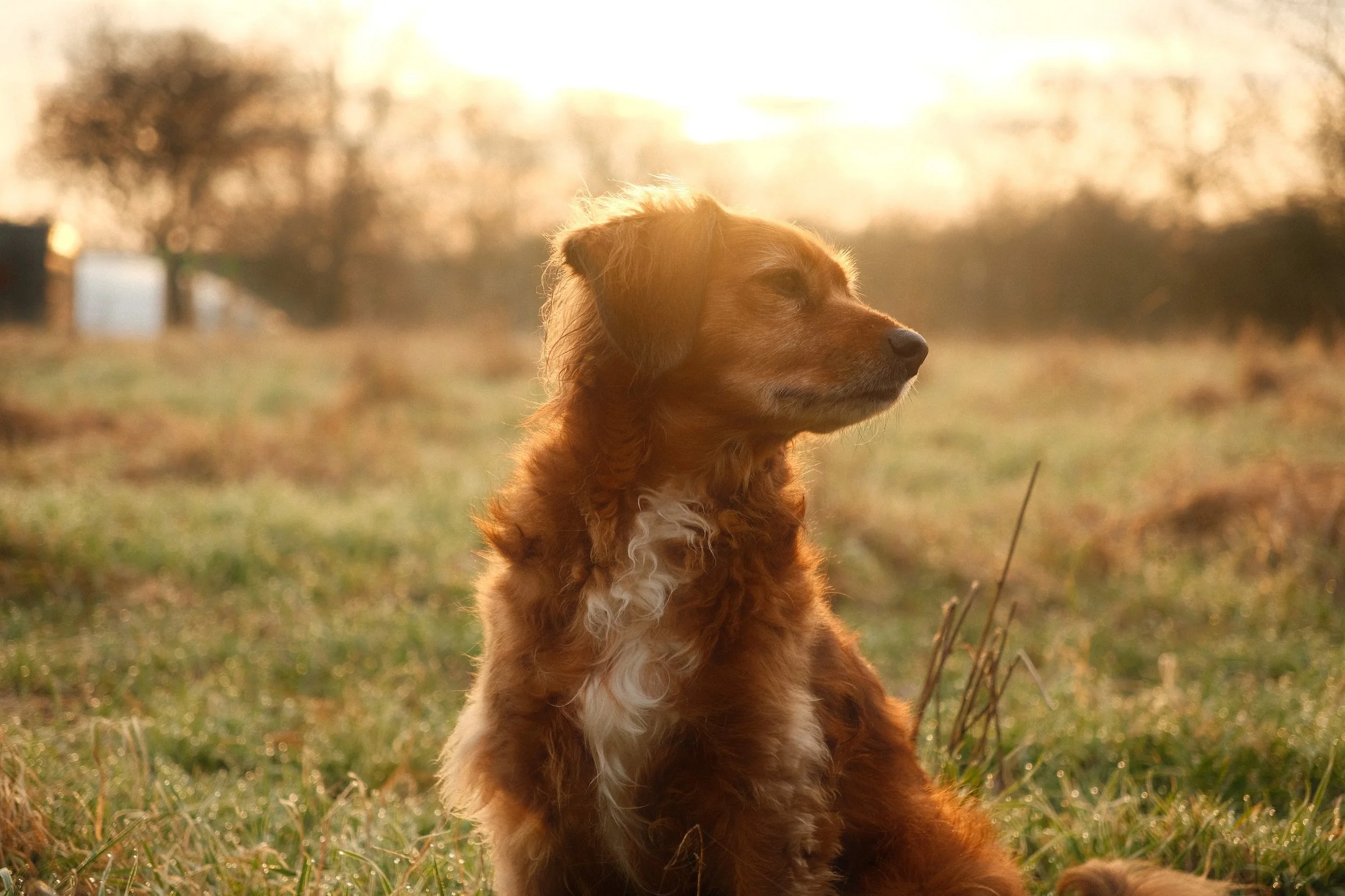 Ein brauner Hund sitzt in einem Feld bei Sonnenuntergang, Blick nach rechts, mit schimmerndem Fell und entspannter Haltung.