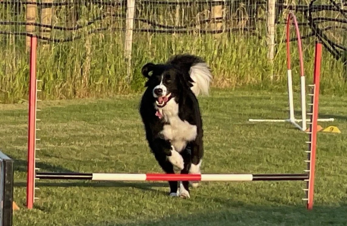 Prairie Dawgs Kora Jump