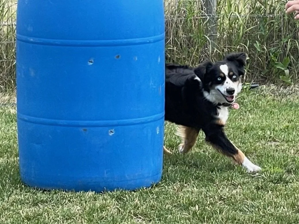 Aussie+barrel.jpg