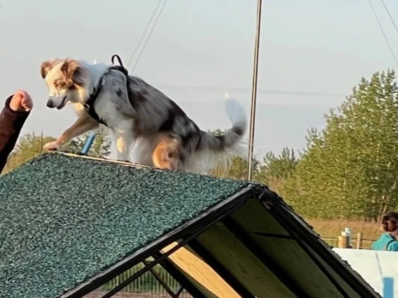 Prairie Dawgs Sadie aframe