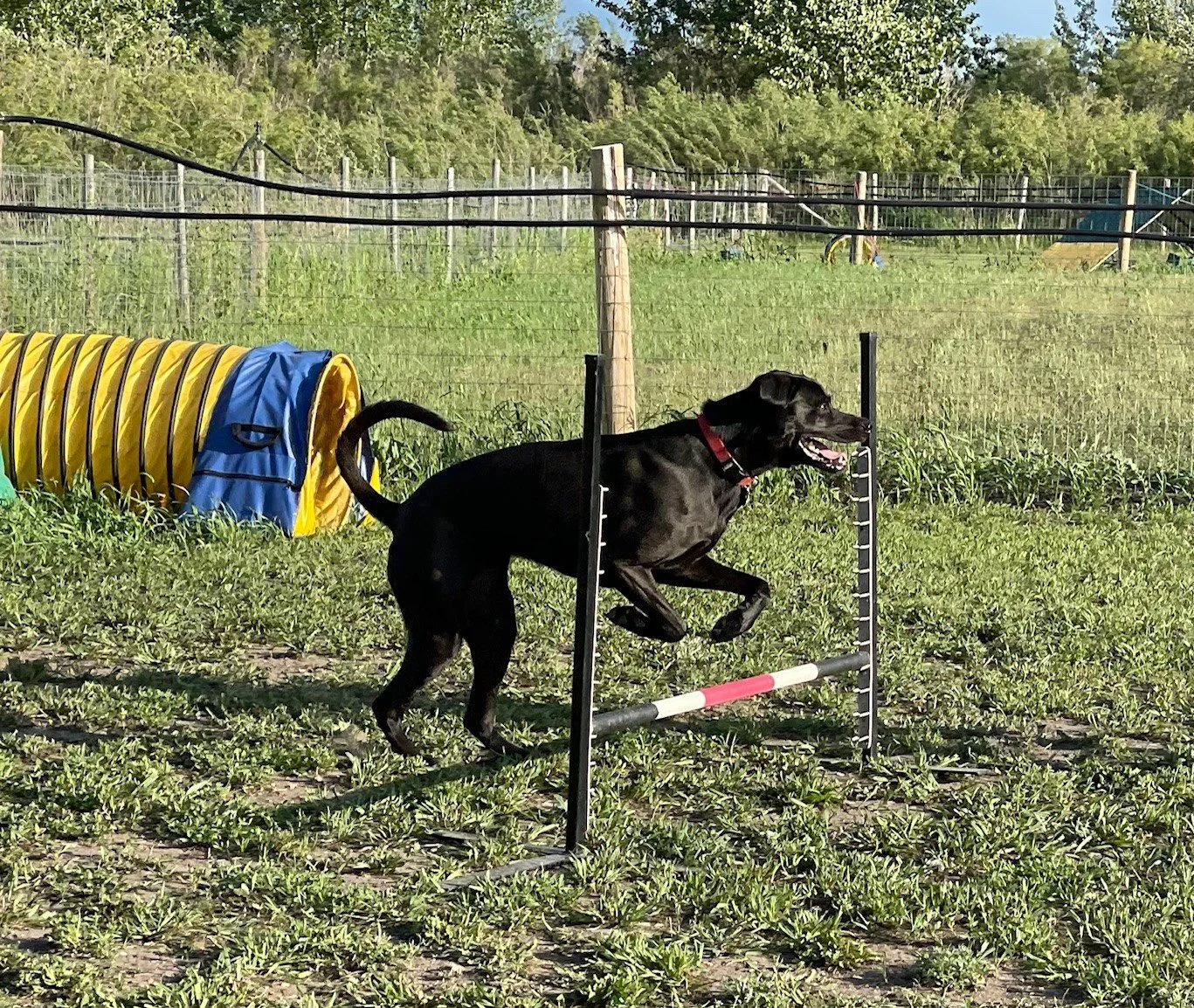 Black jump.jpg