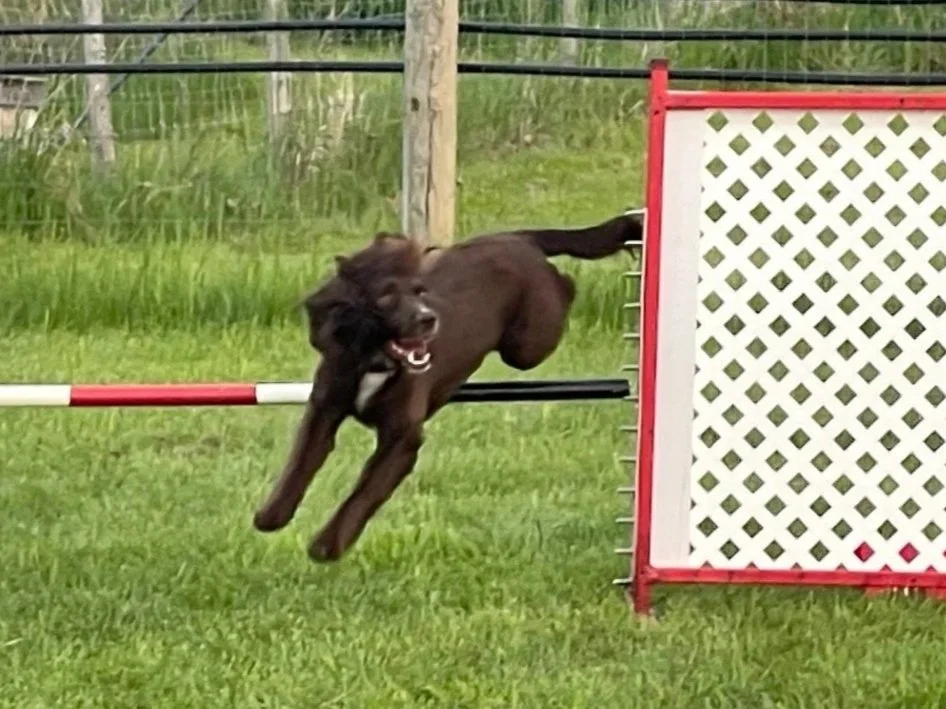 Fiona+jump.jpg