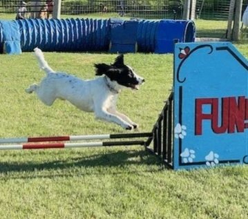 Gem+outdoors+jump.jpg (Copy)