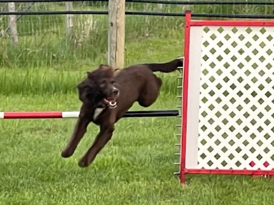 Fiona+jump.jpg