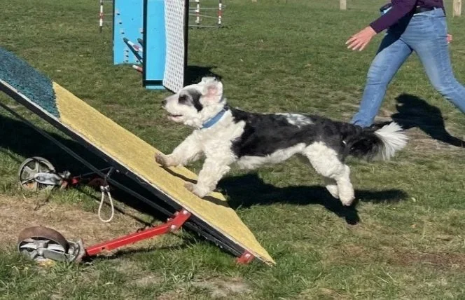 Prairie Dawgs Mugz aframe