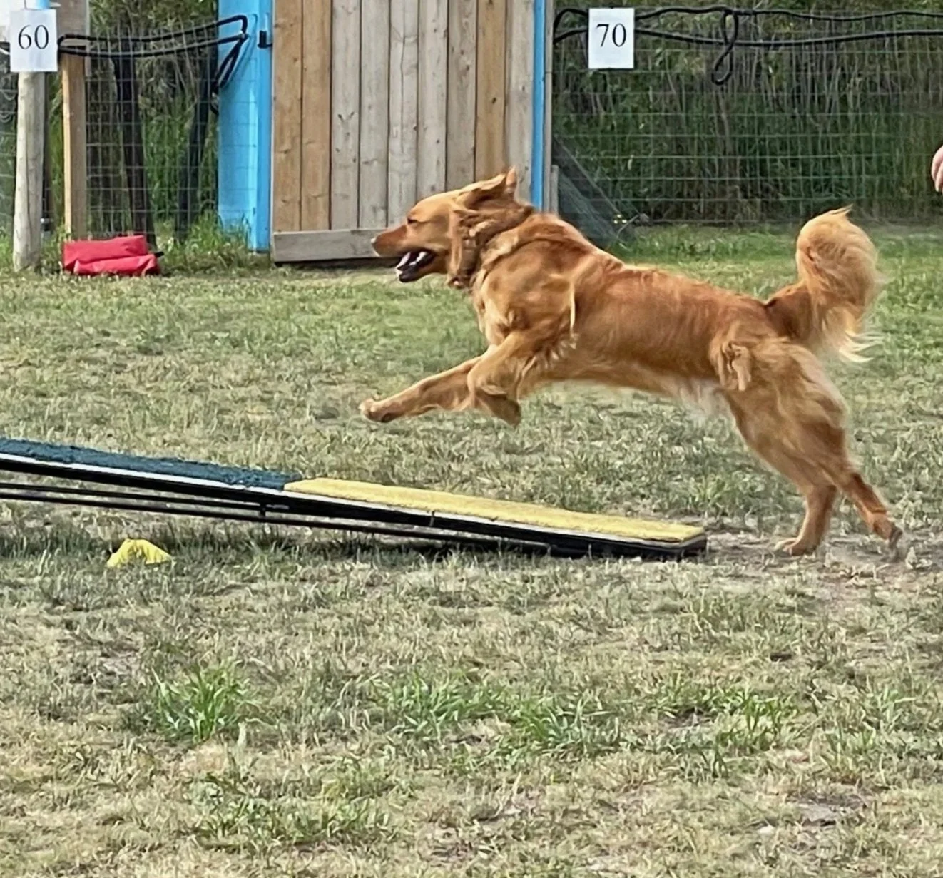Golden+walk.jpg
