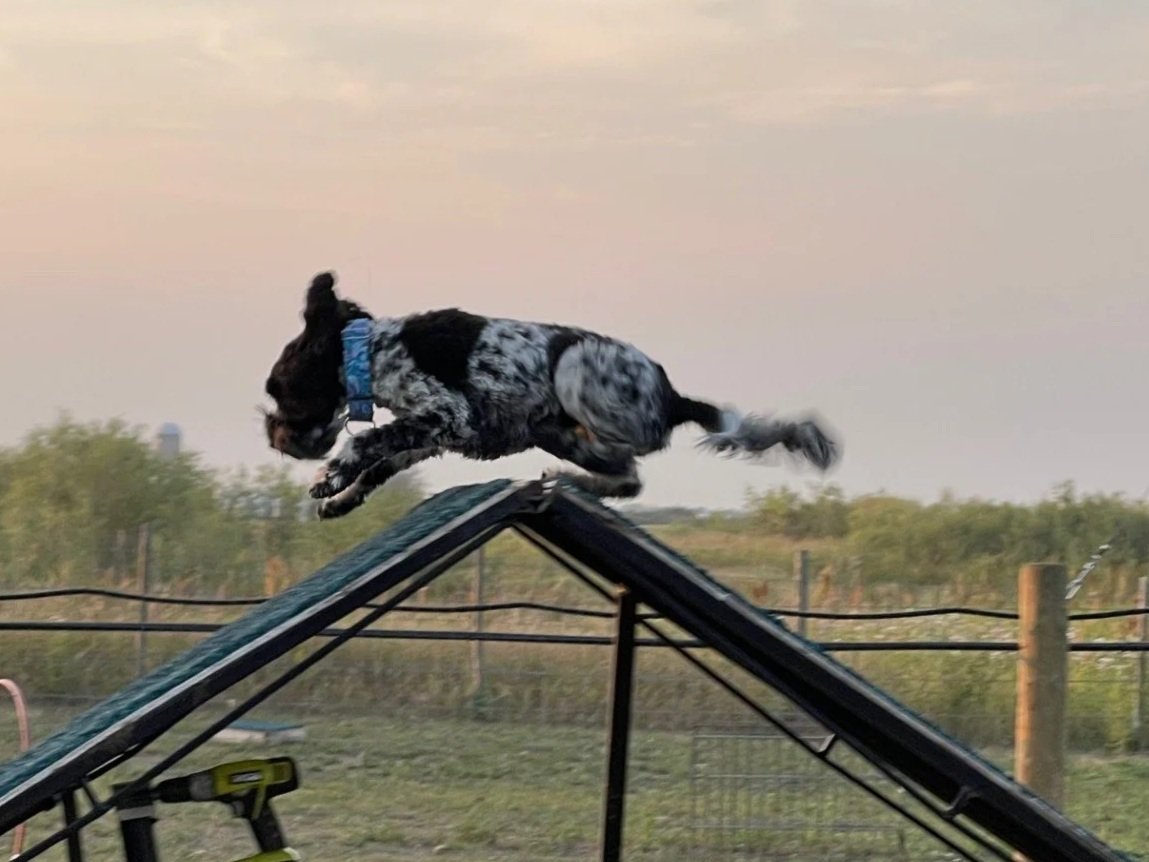 Prairie Dawgs Tabby aframe