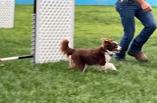 Jelly+run+jump1.jpg