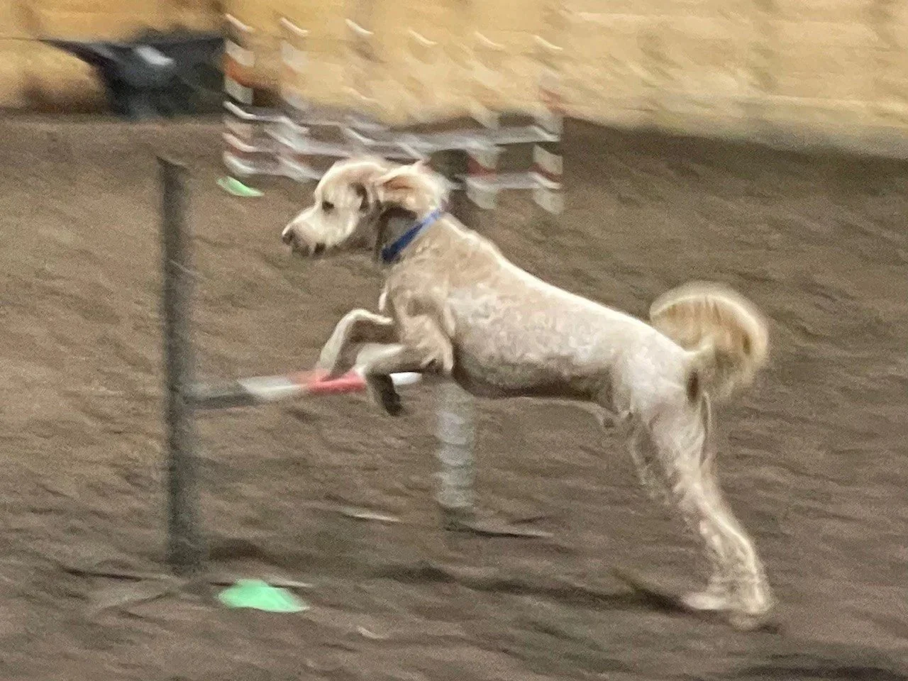 Prairie Dawgs Sawyer jump