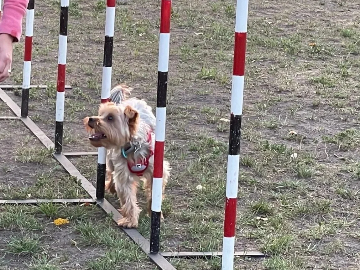 Prairie Dawgs Remy Weaves