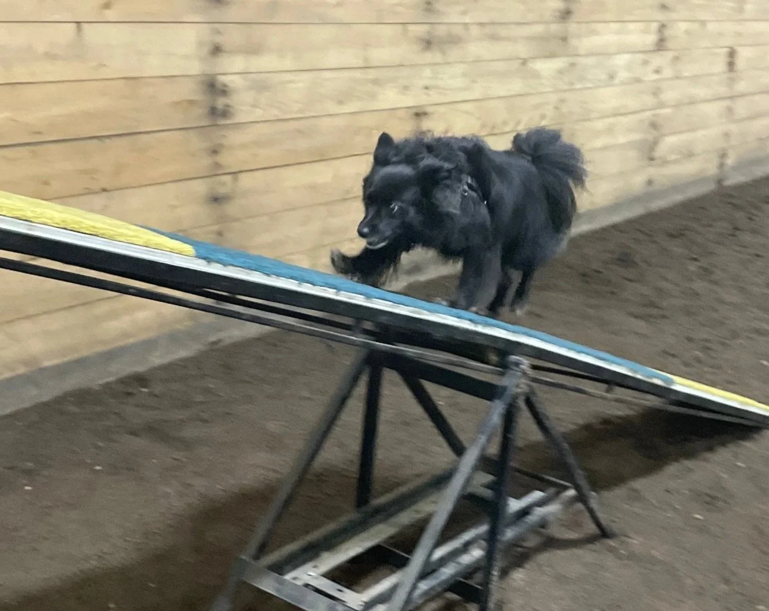 Zooma+teeter.jpg