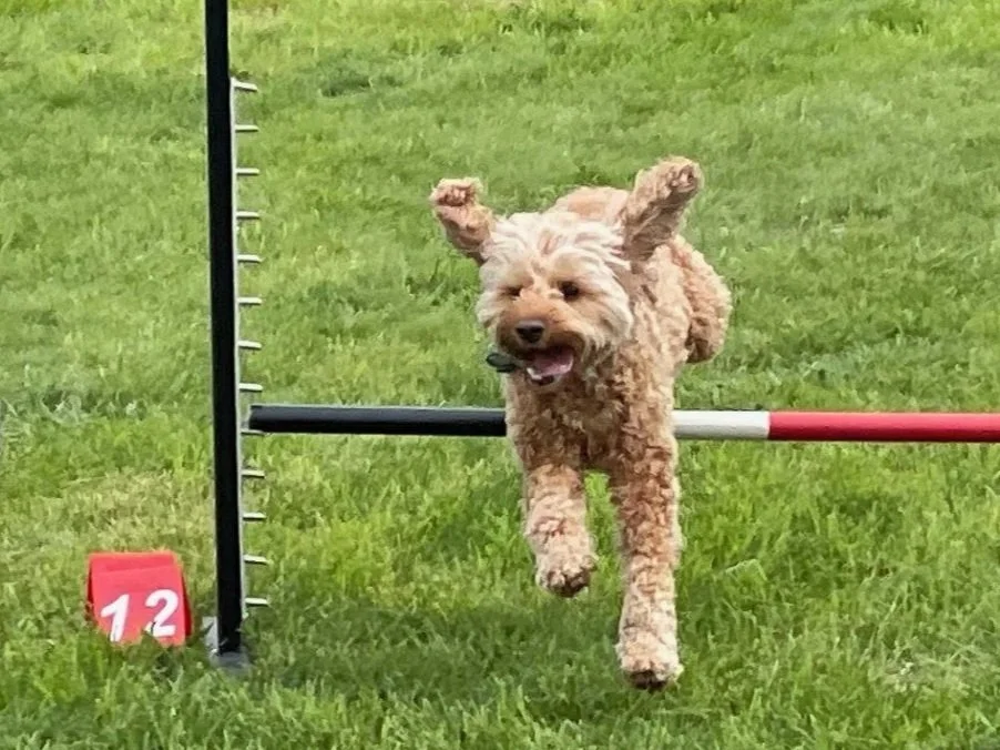 Milo+jump.jpg