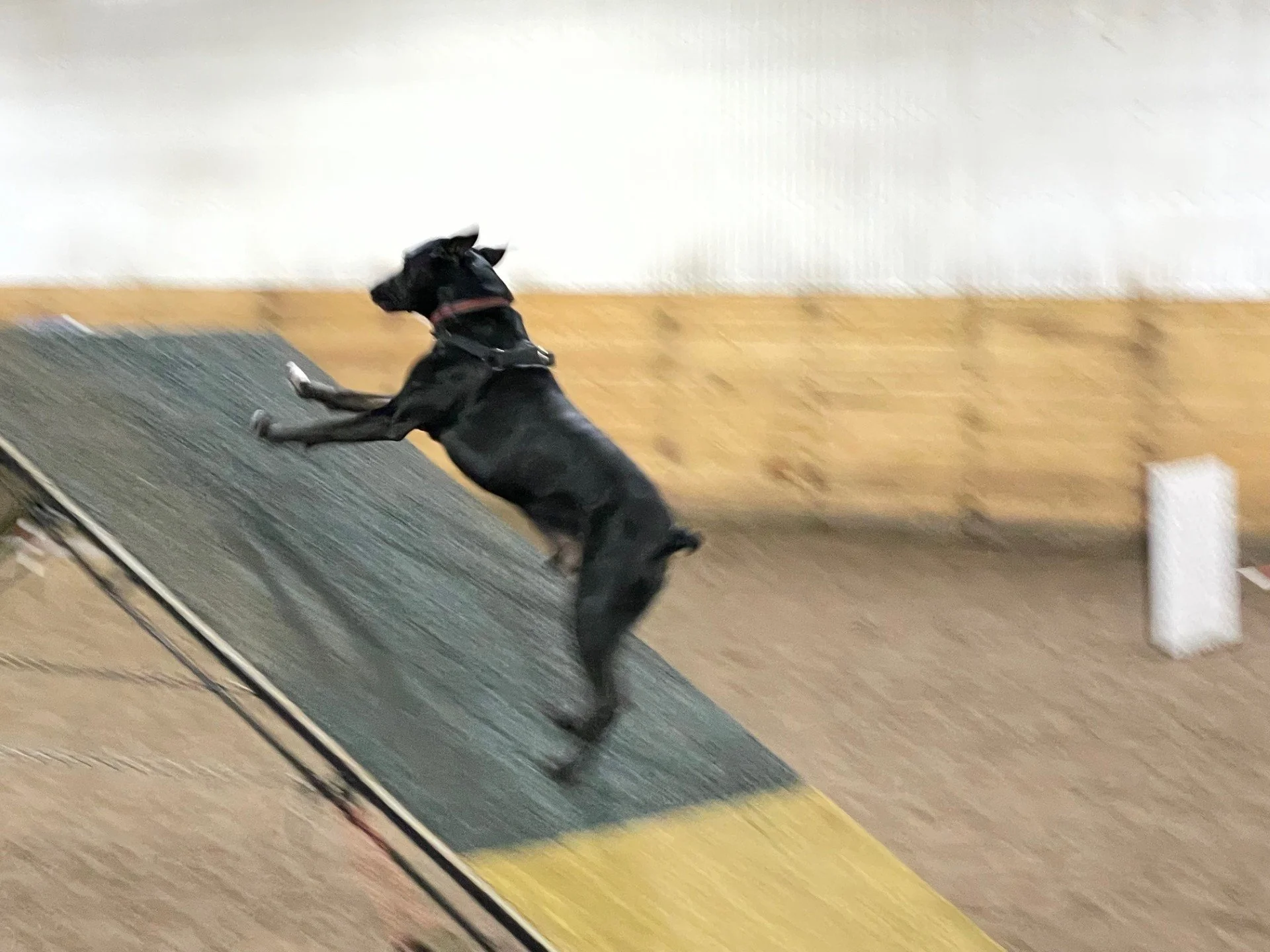 Prairie Dawgs Tucker aframe