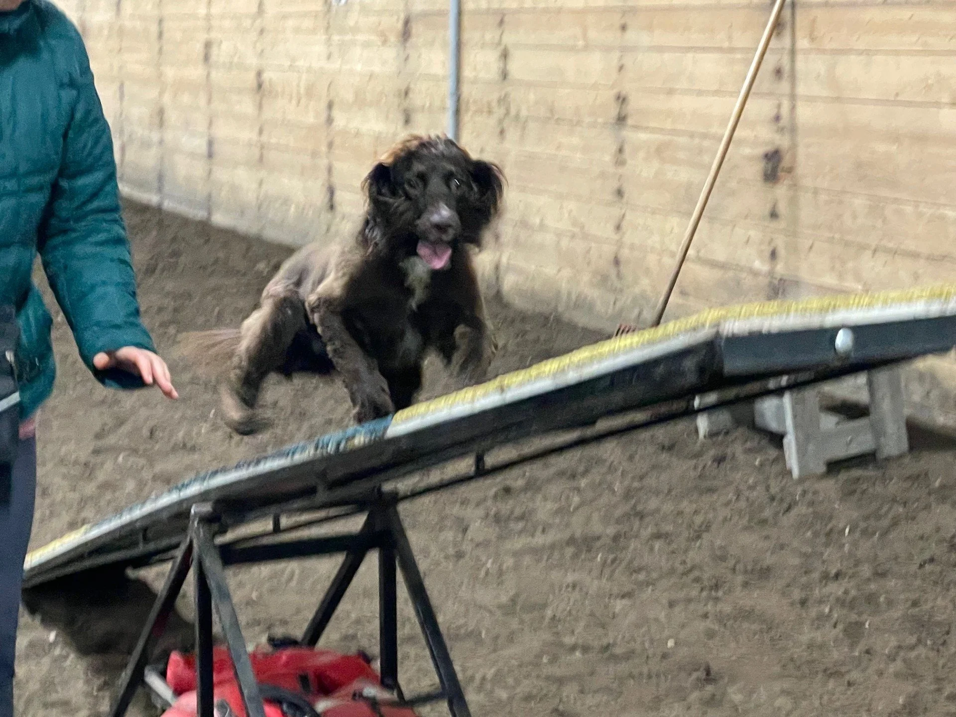 Prairie Dawgs Fiona Teeter