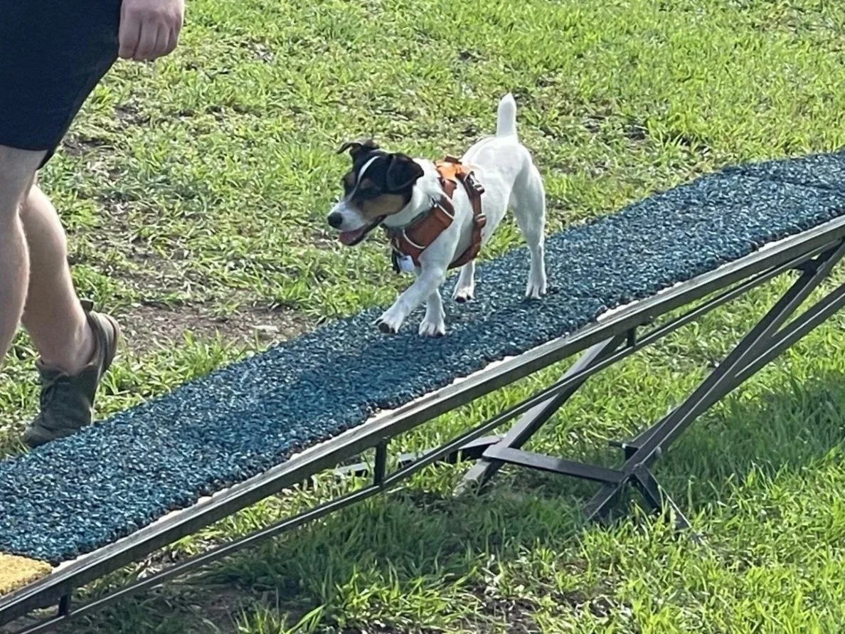 Prairie Dawgs Shiloh Dog walk