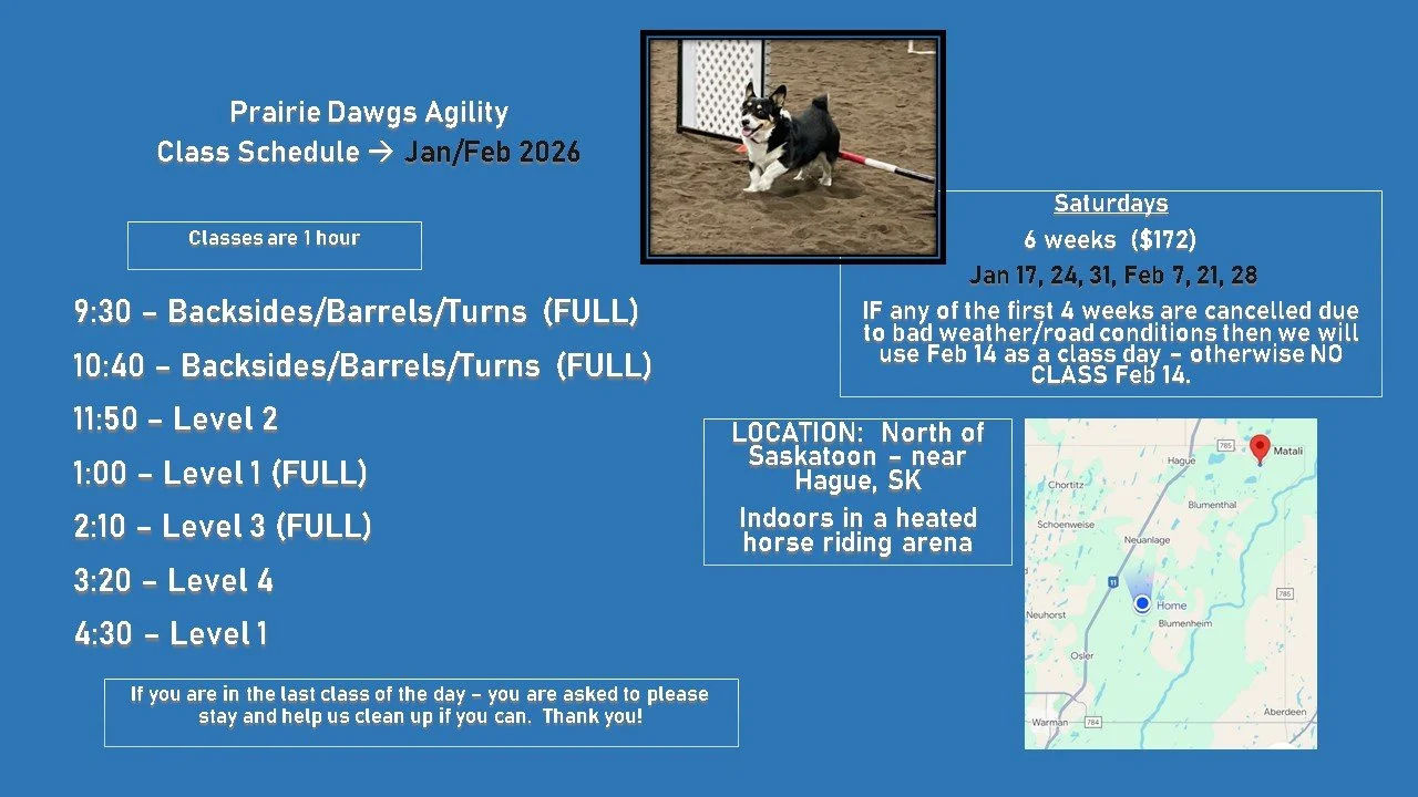 Schedule for Prairie Dawgs Agility classes in Jan and Feb 2026, in a blue background poster featuring a photo of a small dog going through a jump obstacle, with a map showing the location north of Saskatoon near Hague, SK.