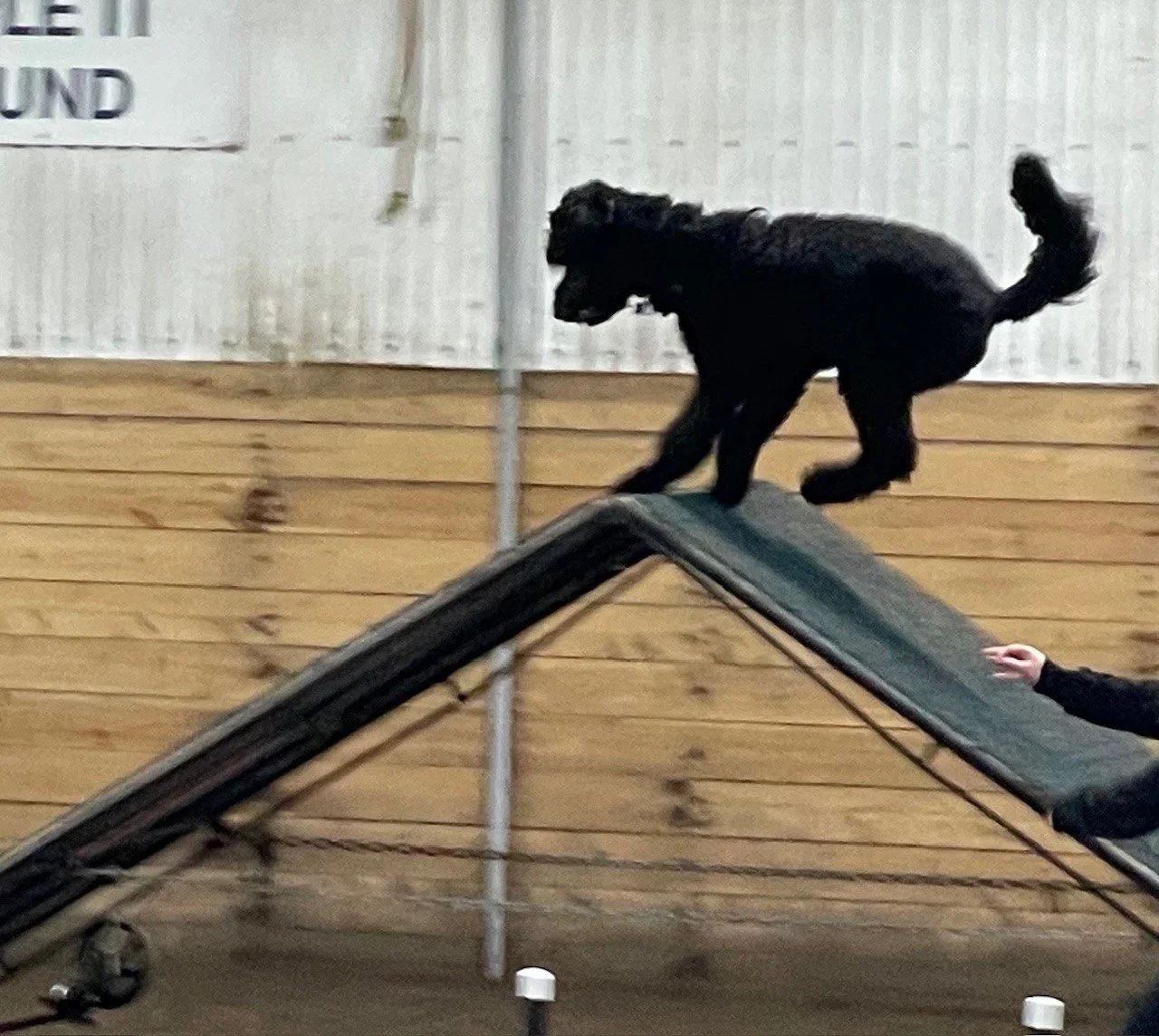 Prairie Dawgs Weston Aframe