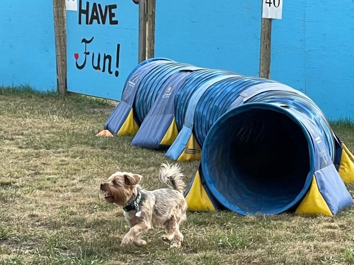 Tunnel+Yorkie.jpg
