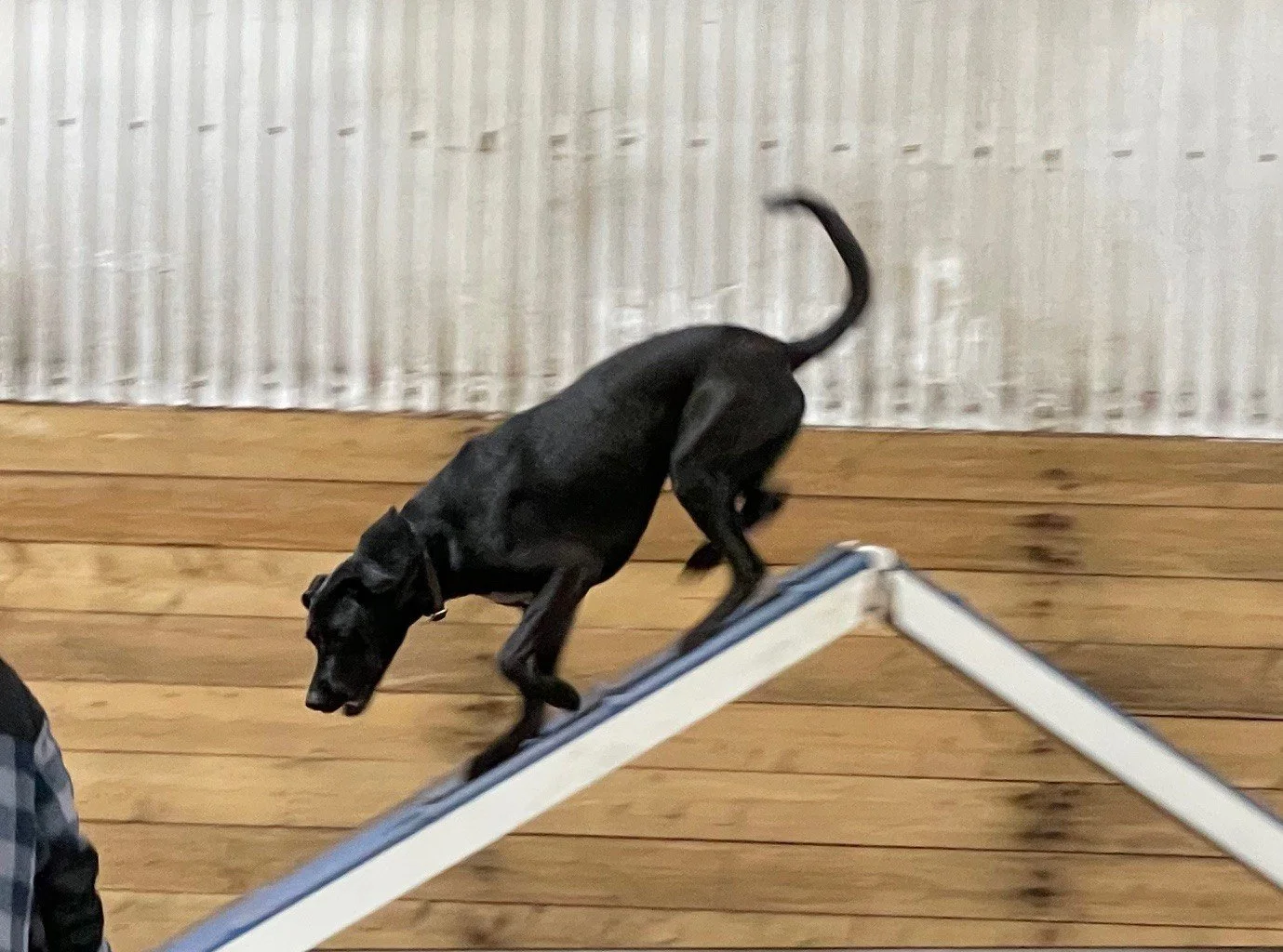 Black dog walking down a blue and white ramp indoors with wood and corrugated metal walls.