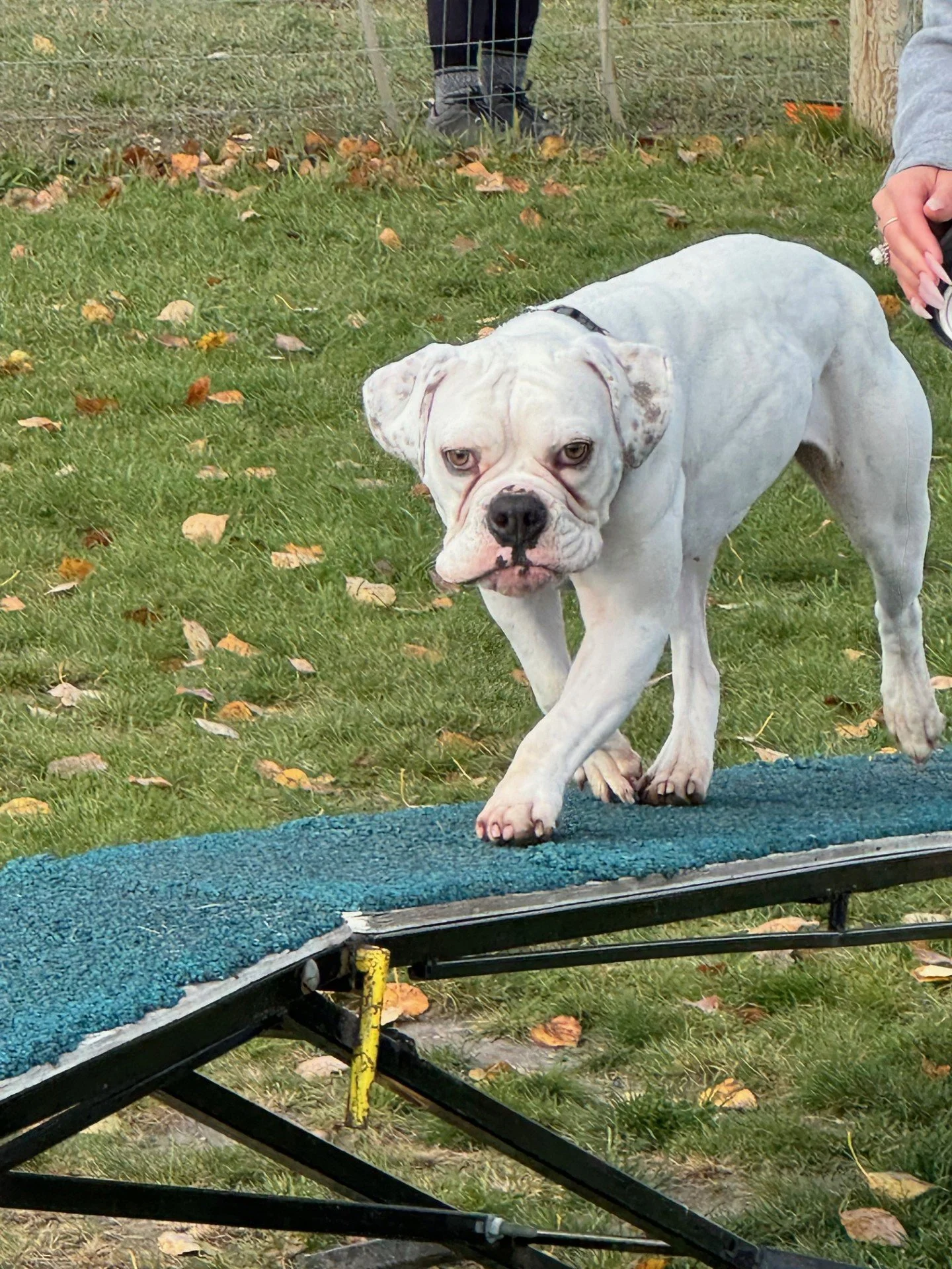 Prairie Dawgs Kumi dog walk