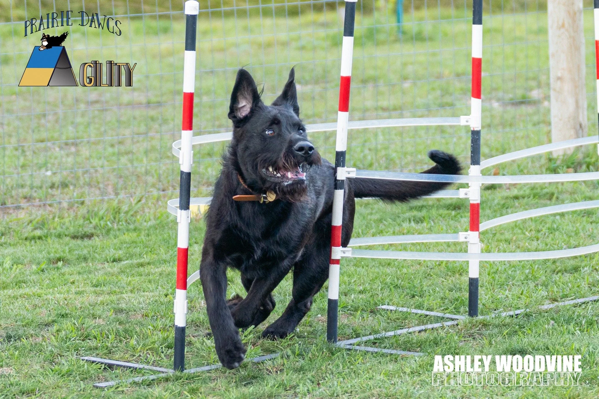 Prairie Dawgs Billy weaves