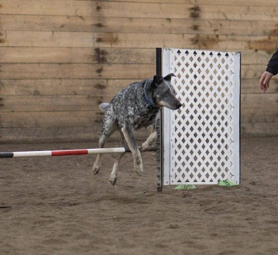 Prairie Dawgs Blue Jump