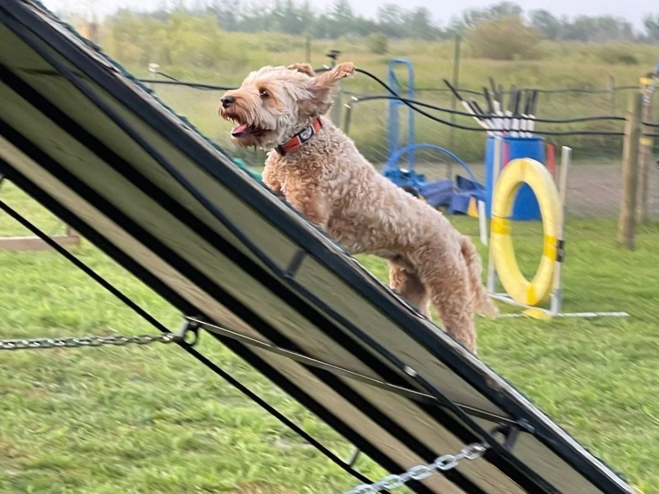 Prairie Dawgs Milo Aframe