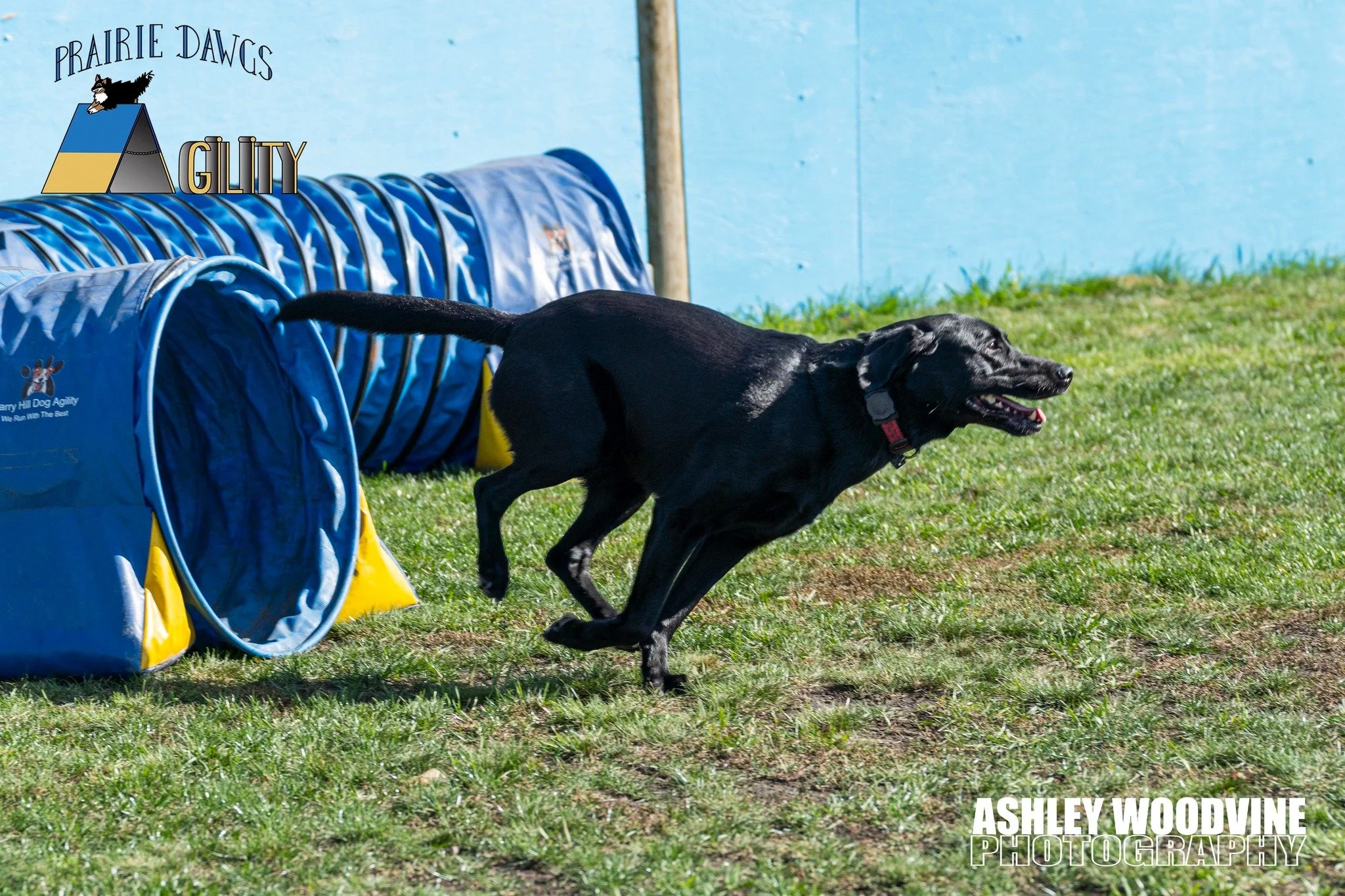 Prairie Dawgs Olive Tunnel