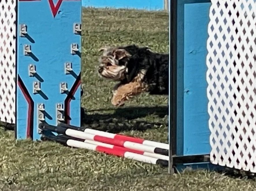 Toby+jump.jpg