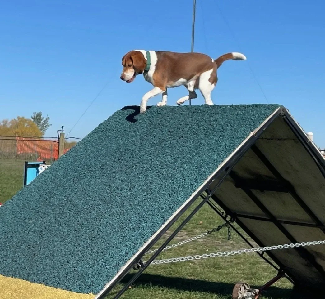 Prairie Dawgs Willie Aframe