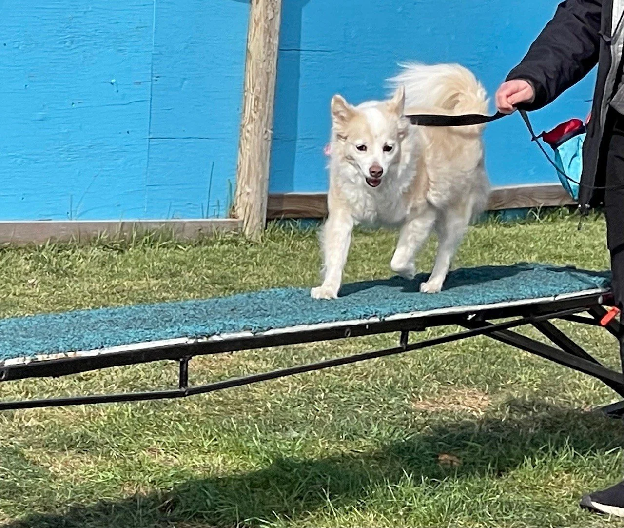 Willow dog walk.jpg